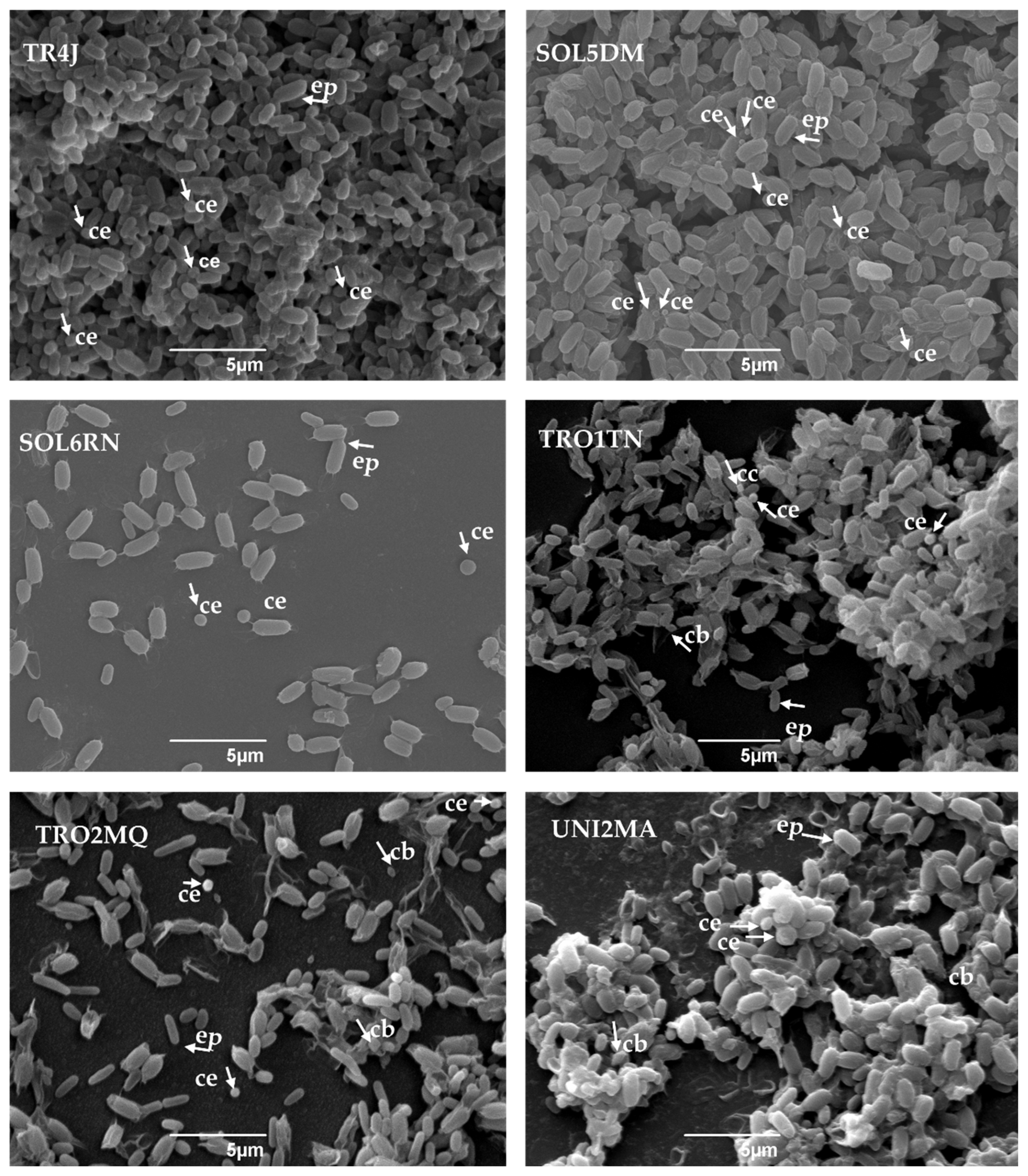 Insects 16 00027 g005