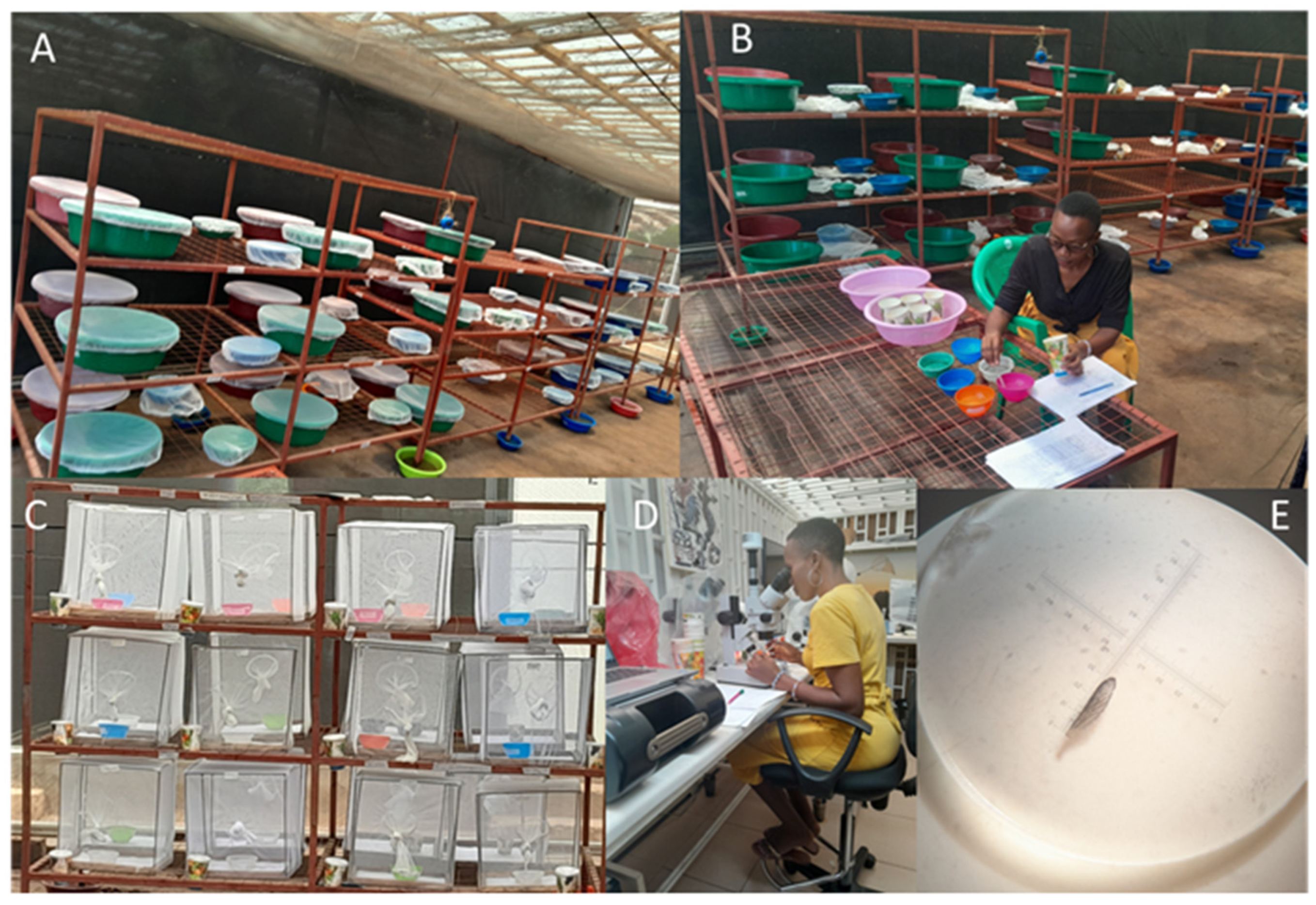 Insects 16 00034 g002