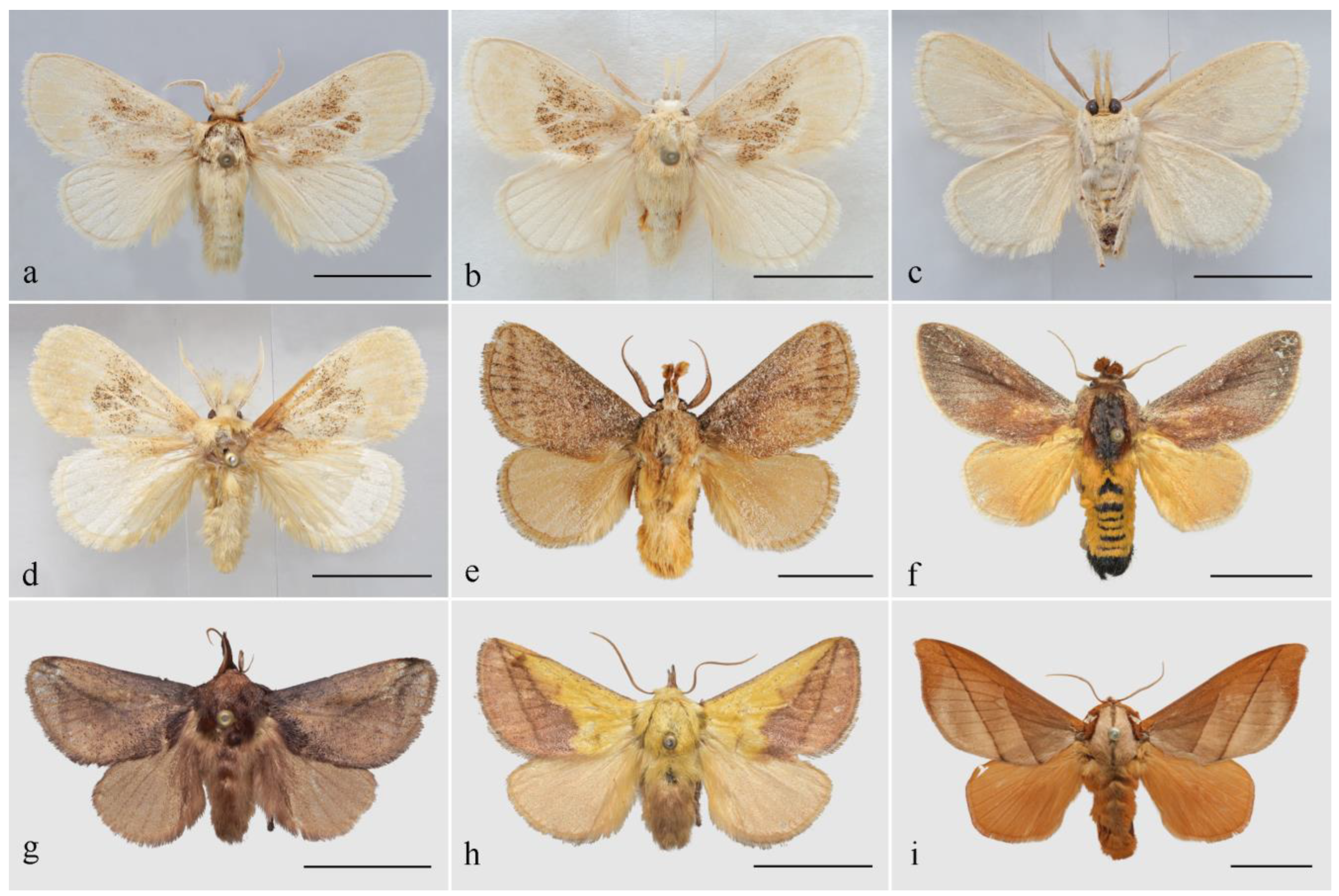 Insects 16 00041 g001