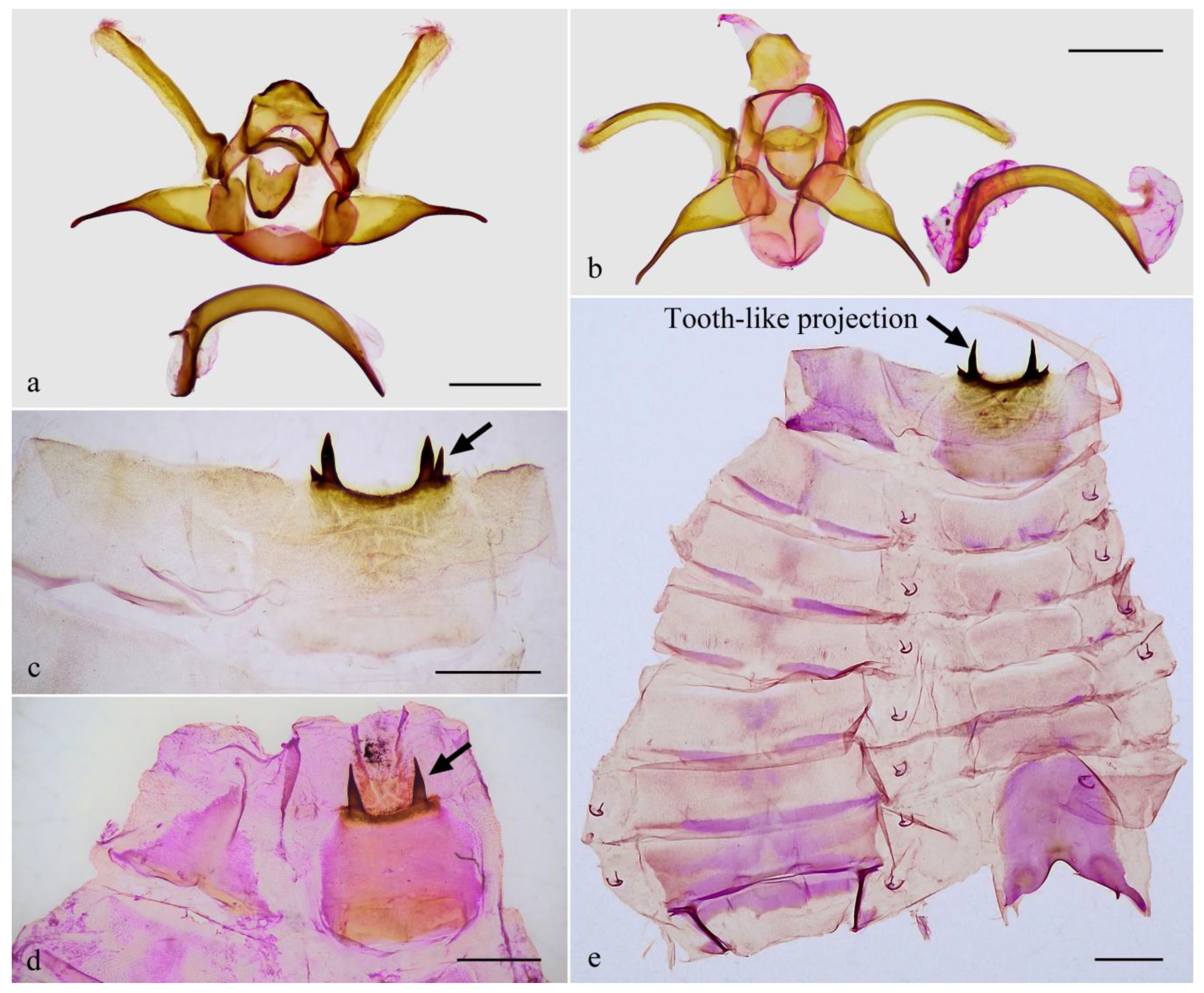 Insects 16 00041 g004