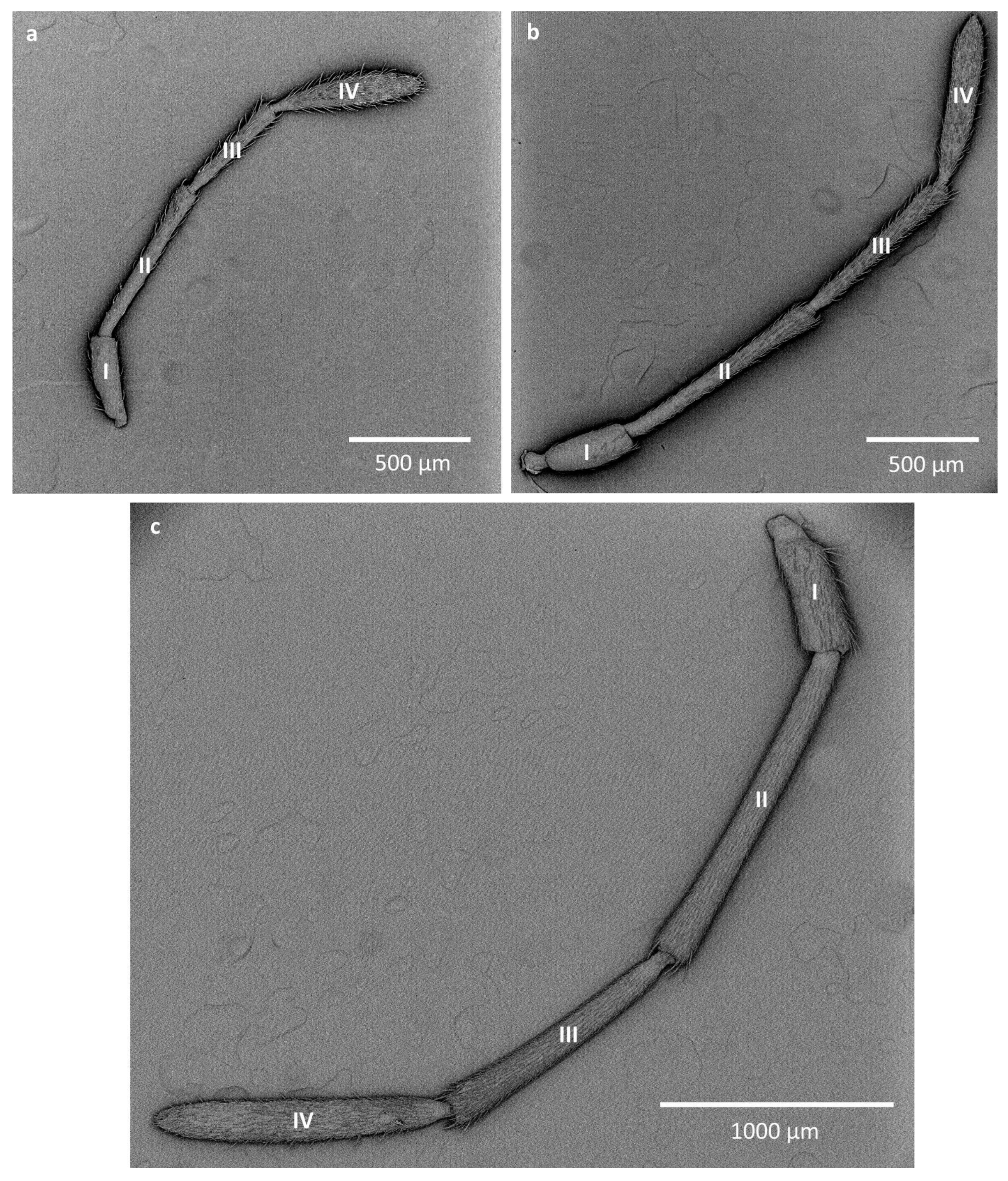 Insects 16 00044 g001