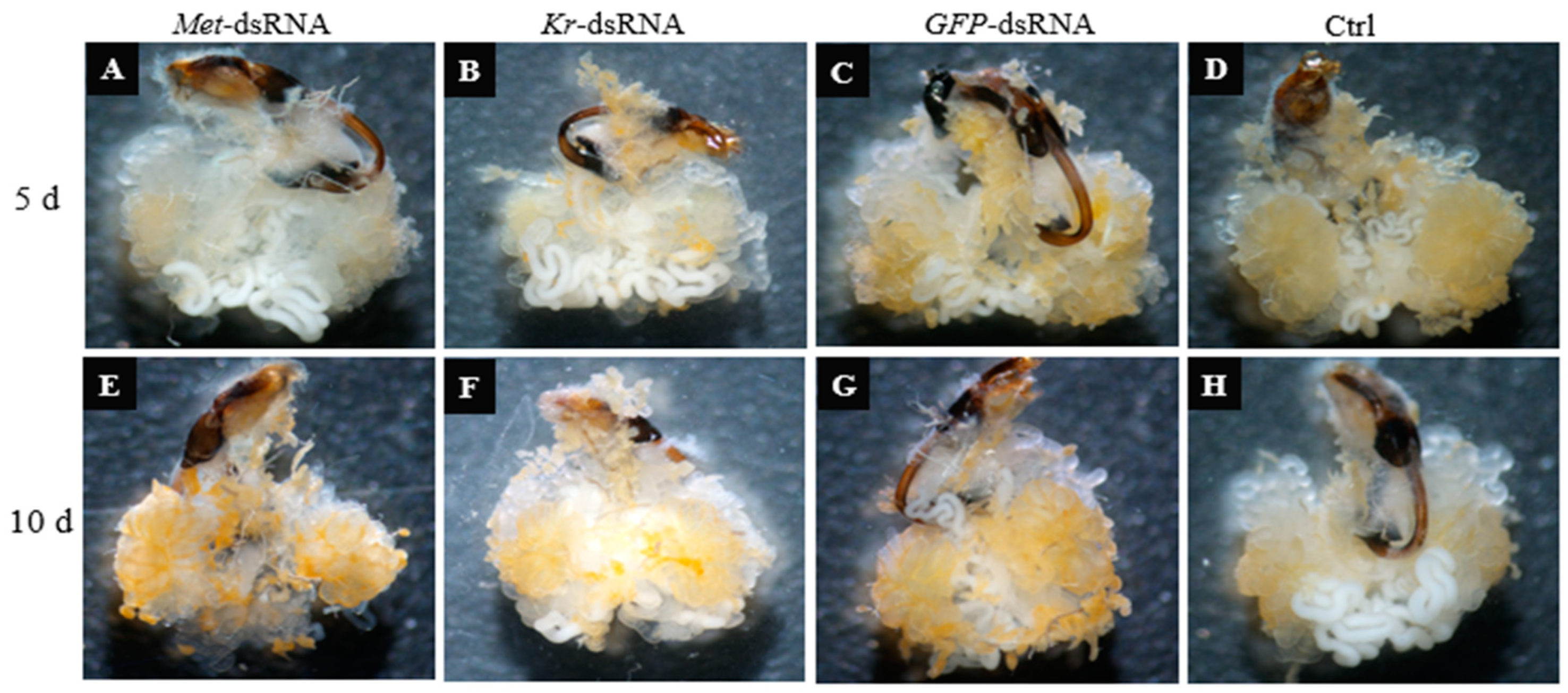 Insects 16 00049 g003