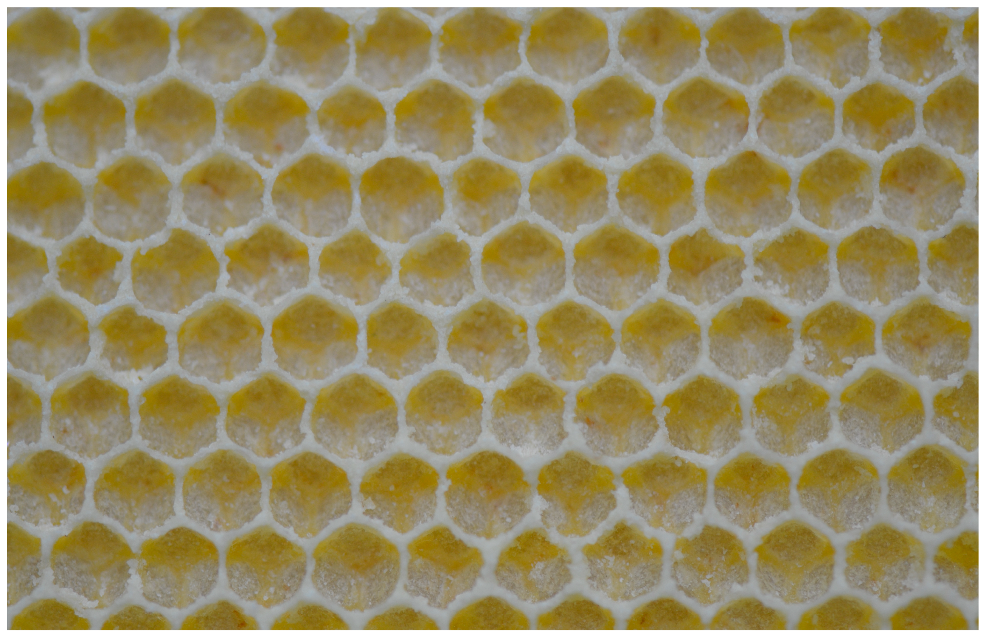 Insects 16 00052 g005