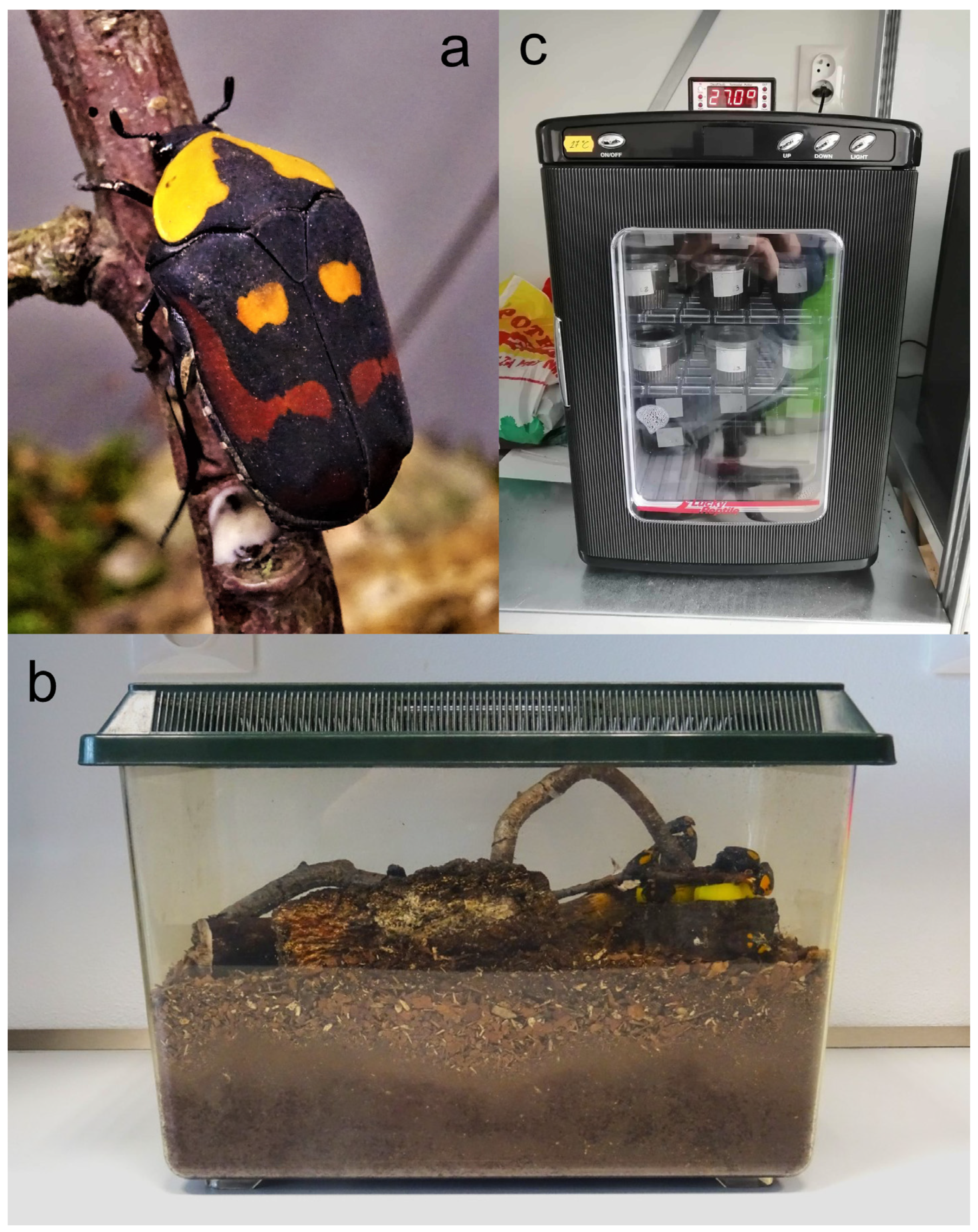 Insects 16 00061 g001