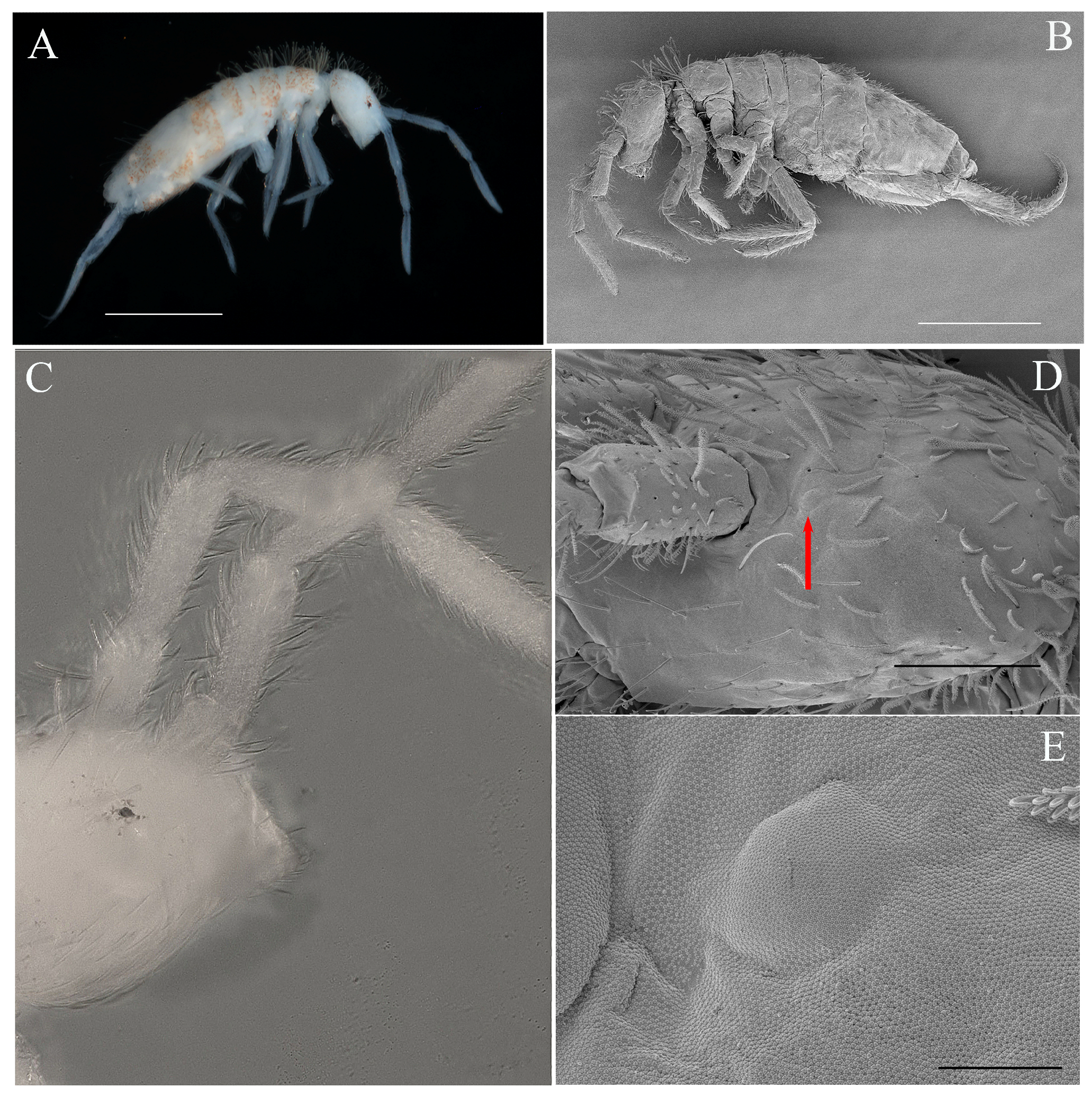Insects 16 00080 g002 Insects 16 00080 g002
