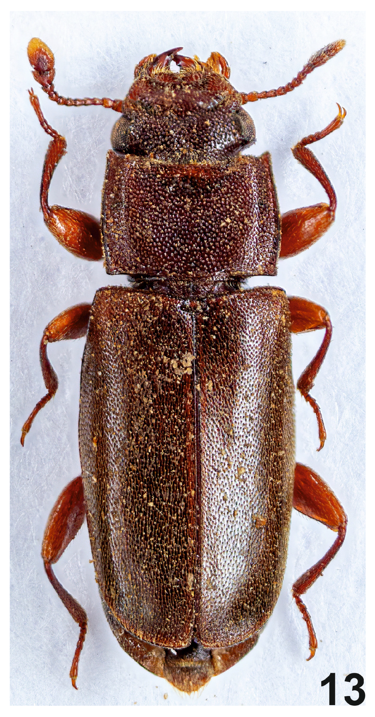 Insects 16 00091 g003