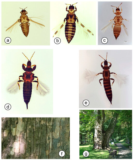 Insects 16 00092 g002