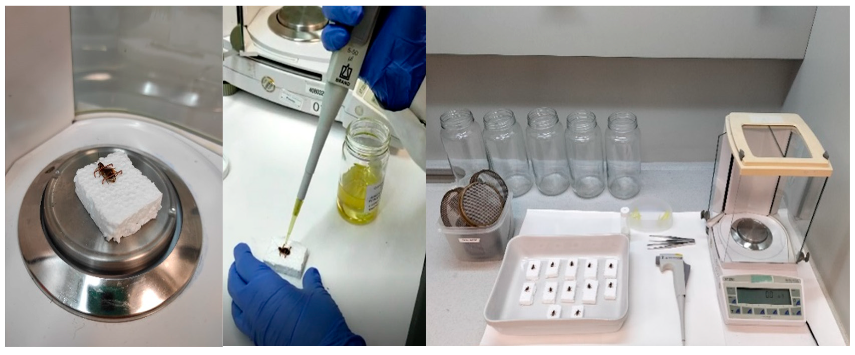 Insects 16 00098 g001