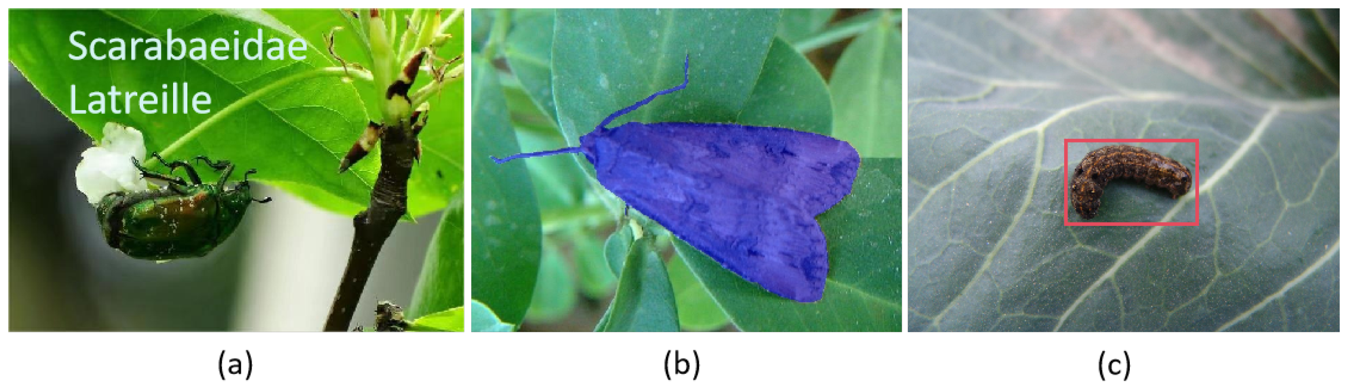 Insects 16 00102 g001