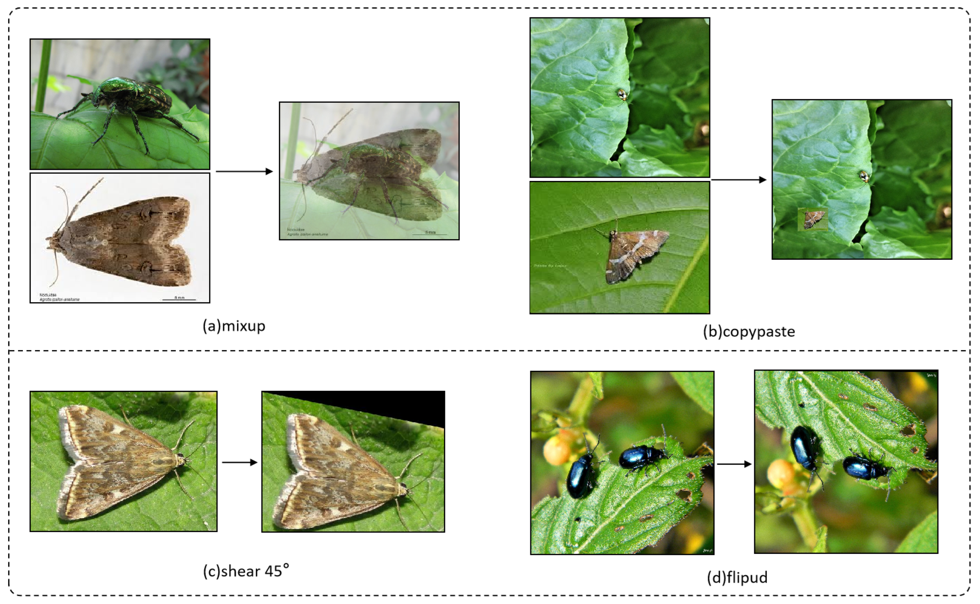 Insects 16 00102 g011