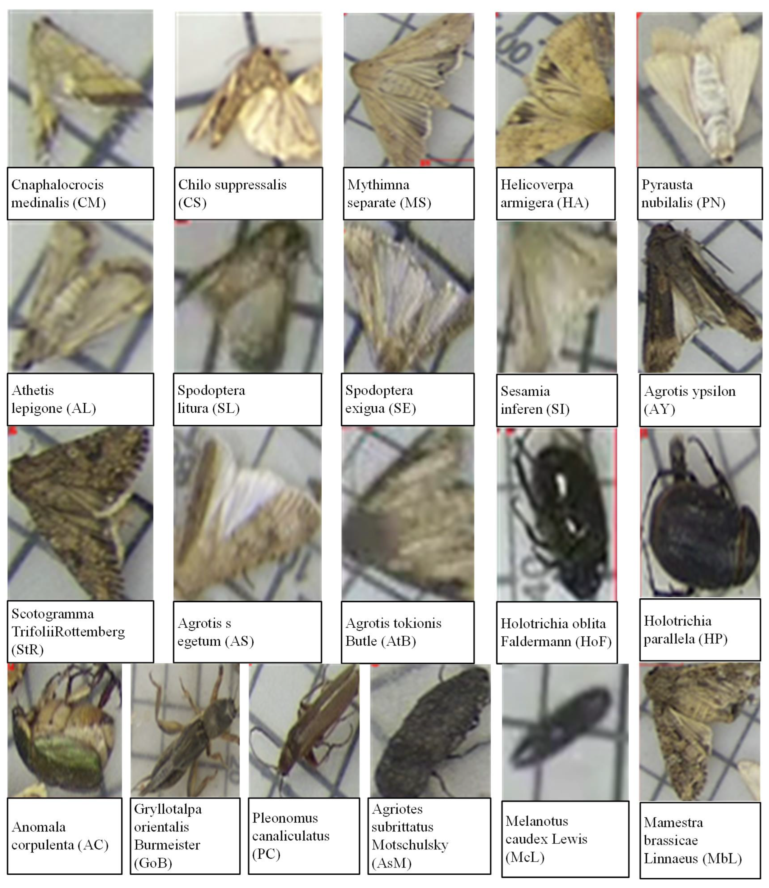 Insects 16 00103 g001