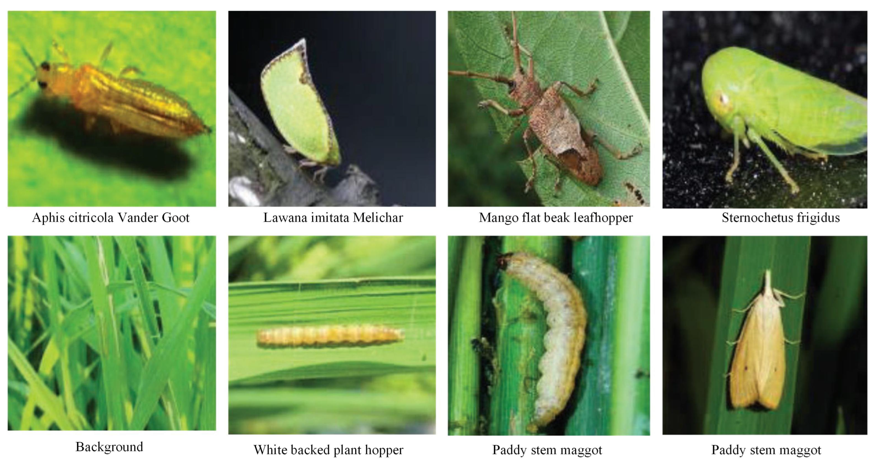 Insects 16 00103 g003