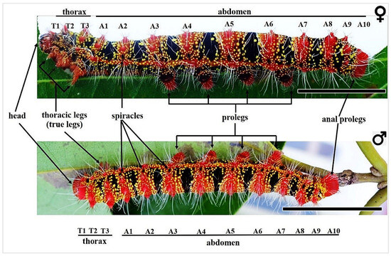 Insects 16 00105 g002