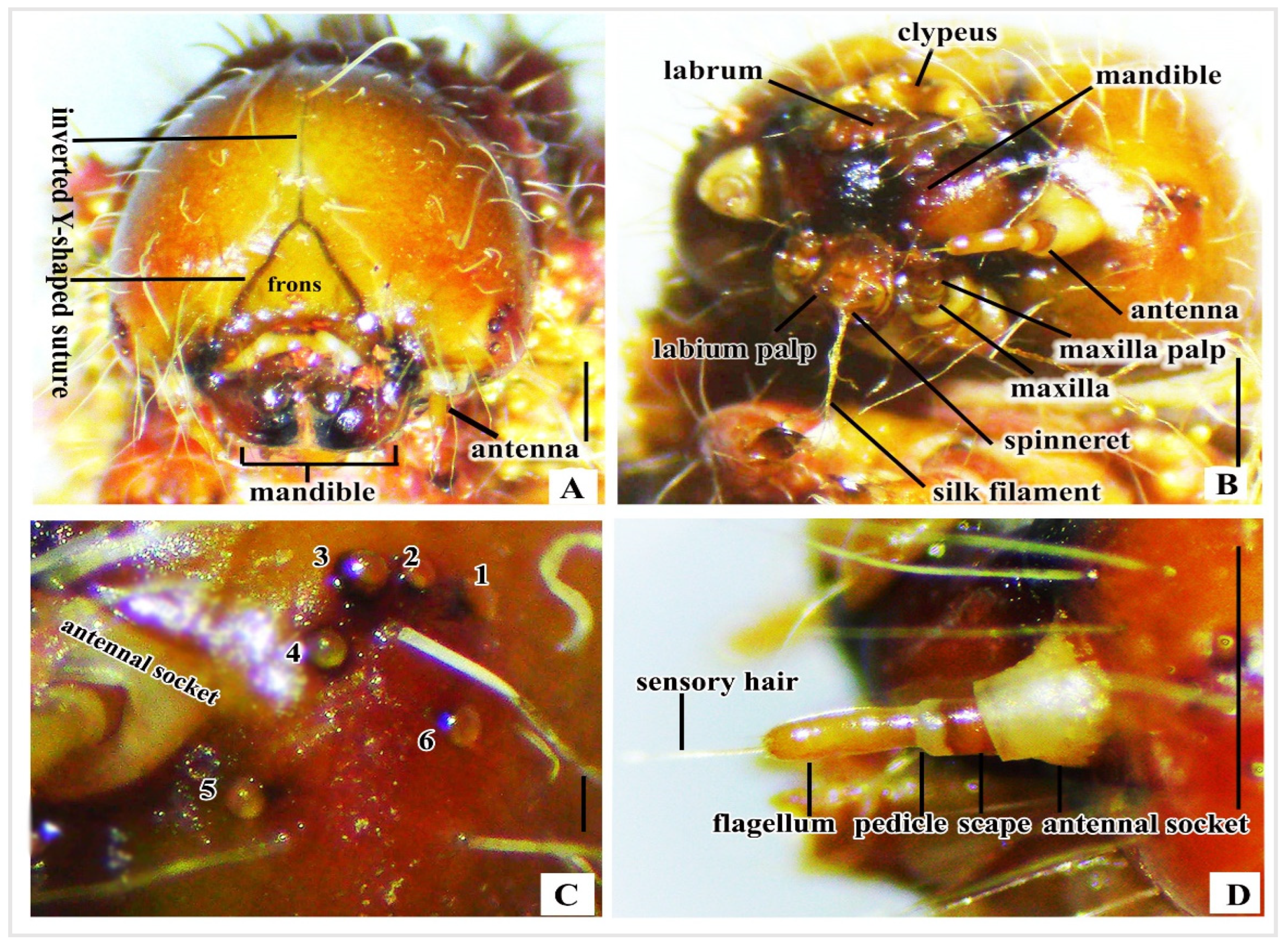 Insects 16 00105 g004