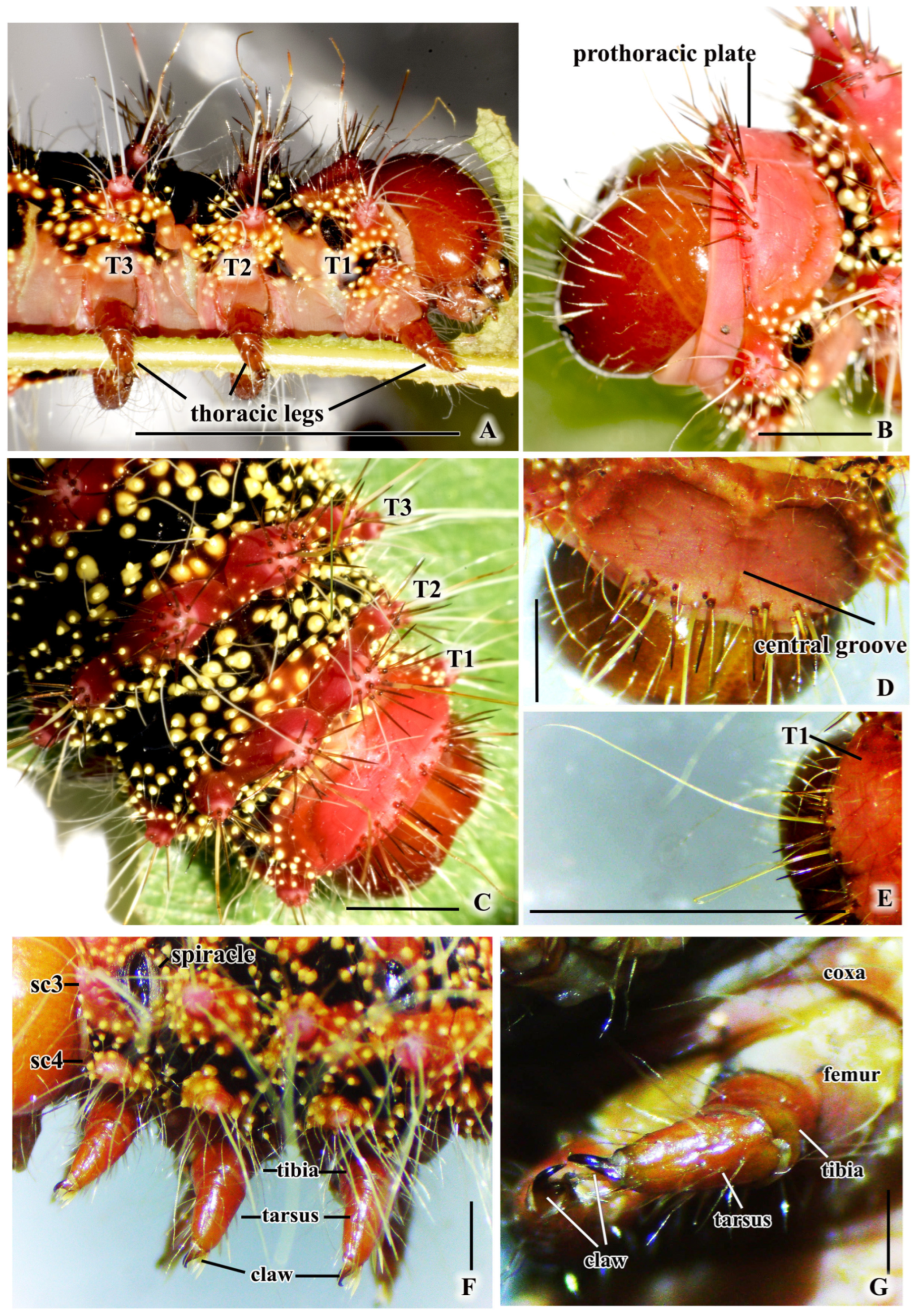 Insects 16 00105 g005