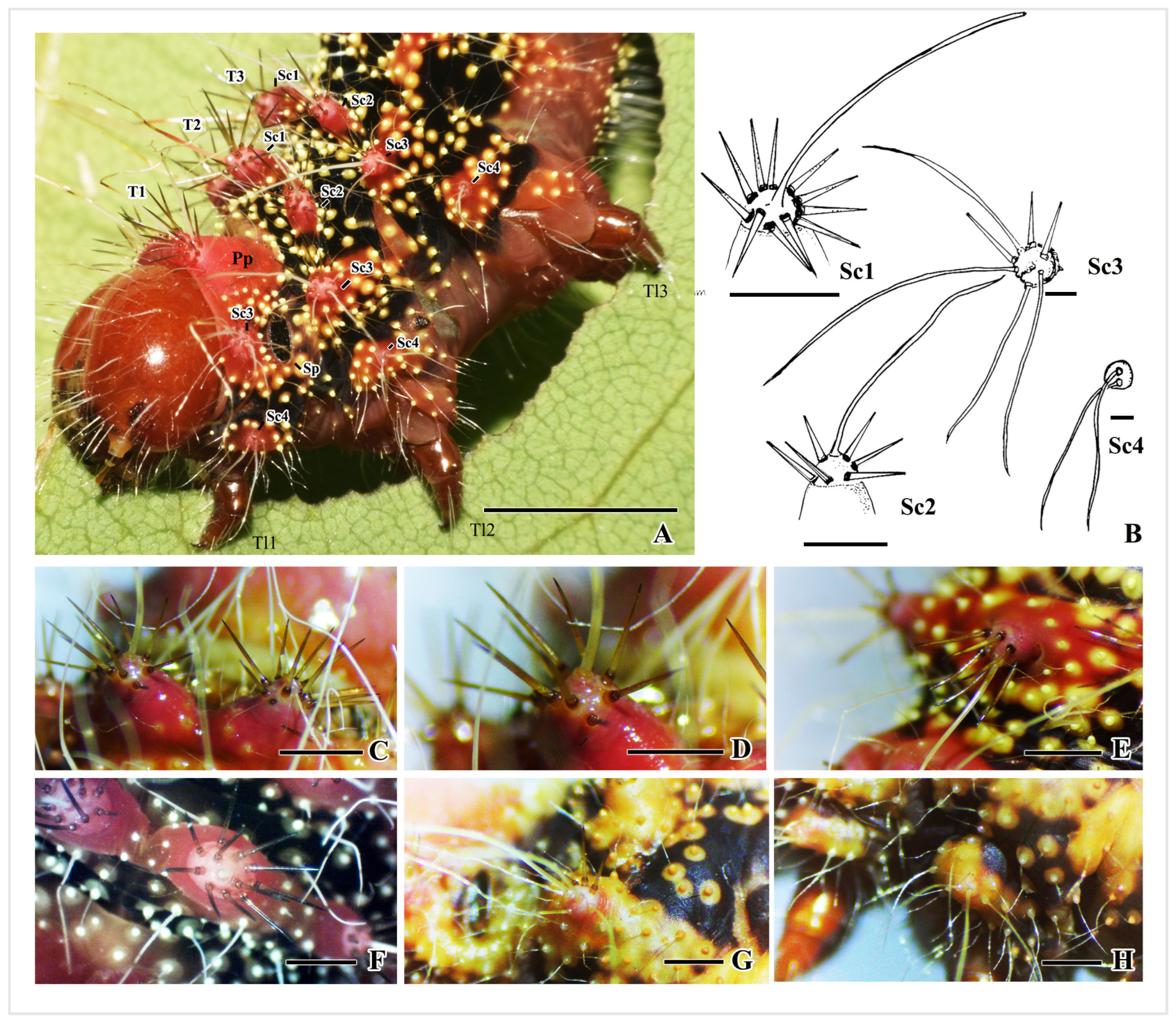 Insects 16 00105 g006