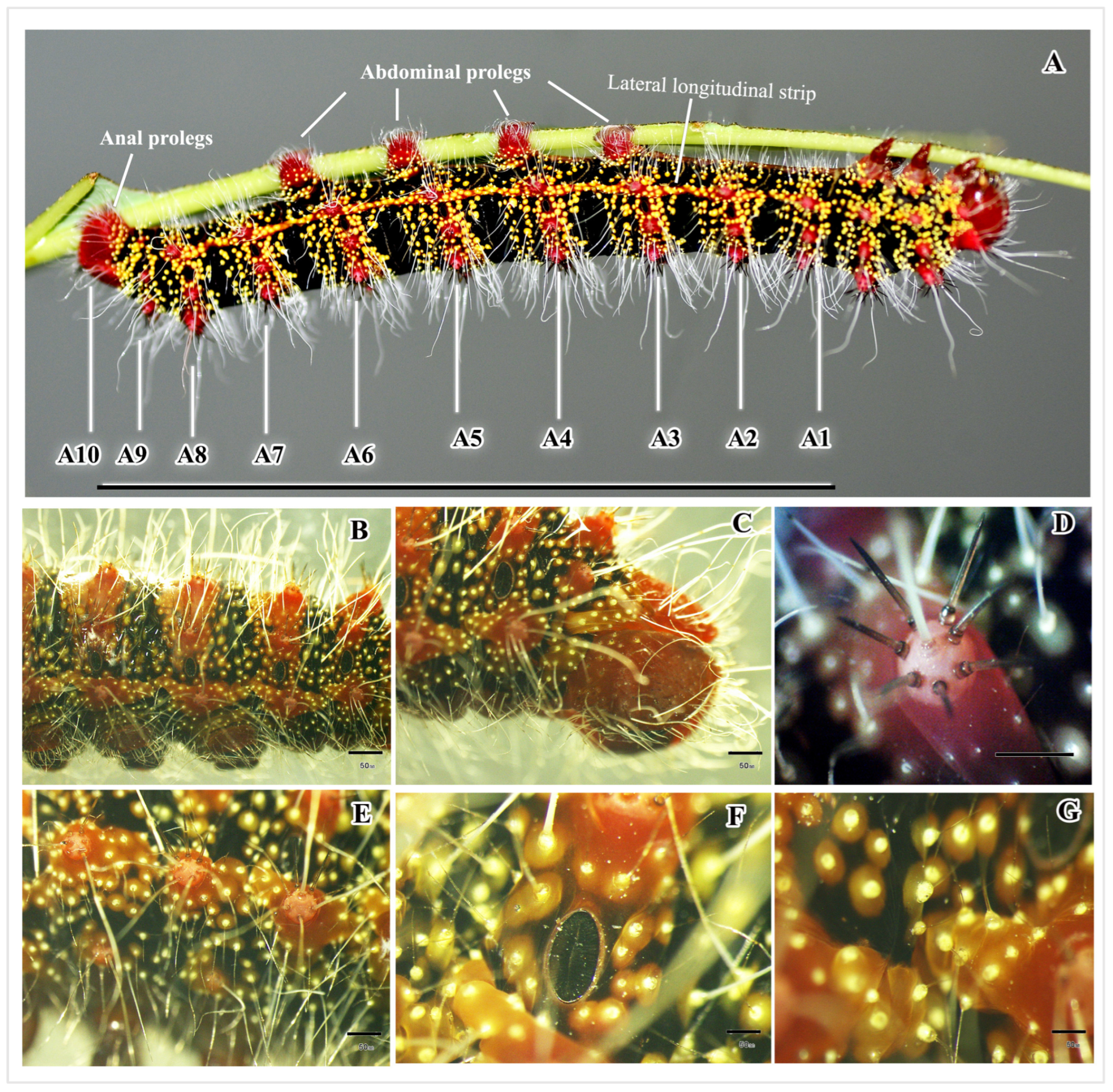 Insects 16 00105 g007