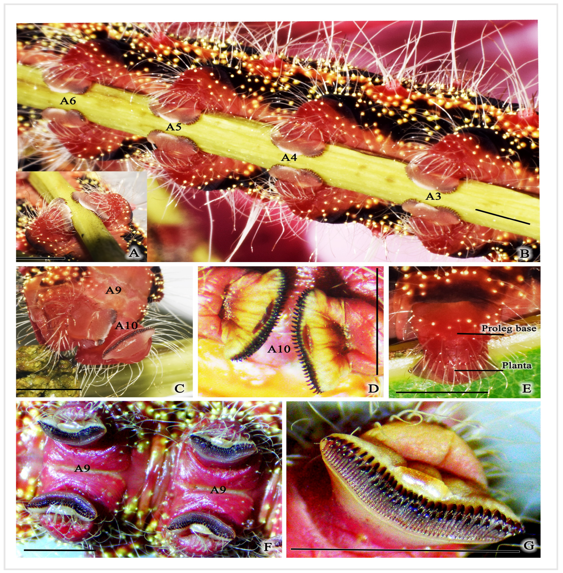 Insects 16 00105 g008