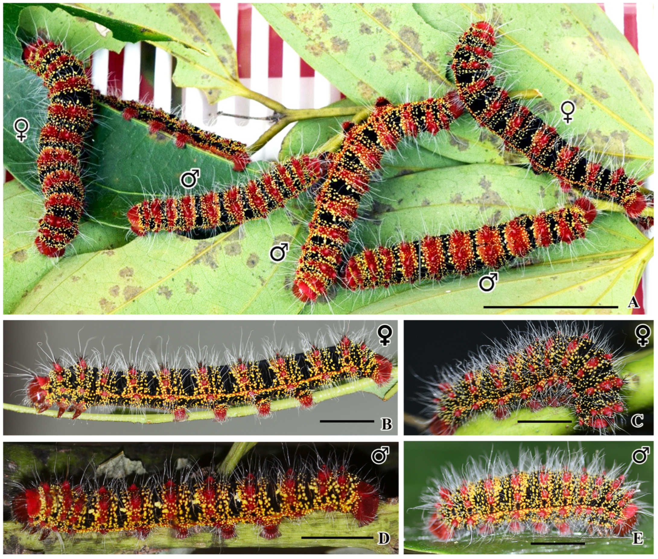 Insects 16 00105 g010