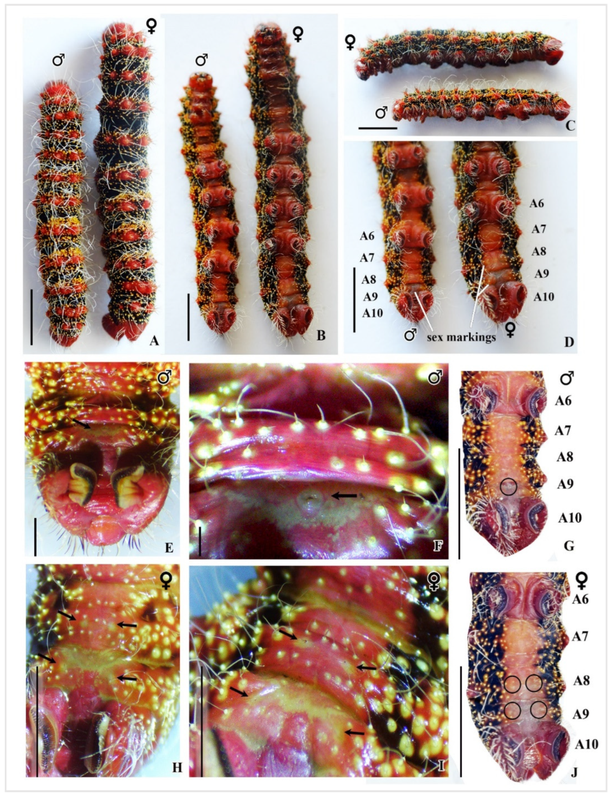 Insects 16 00105 g011