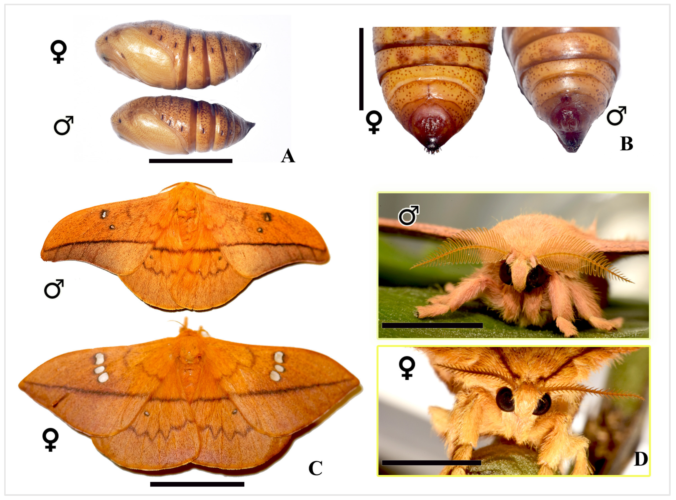 Insects 16 00105 g012