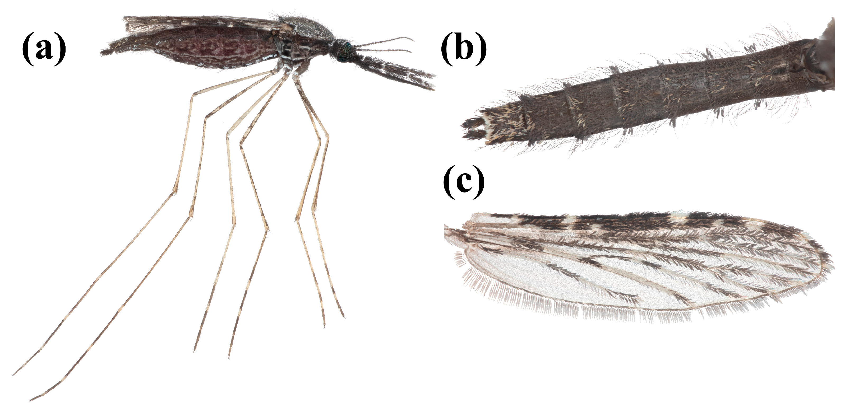 Insects 16 00110 g002