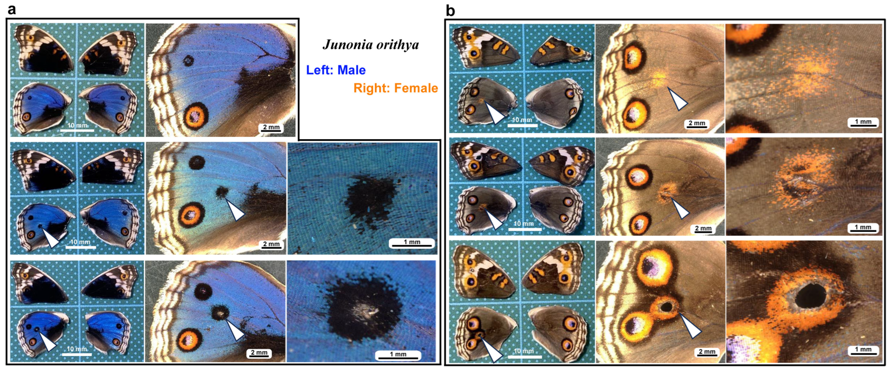 Insects 16 00124 g001