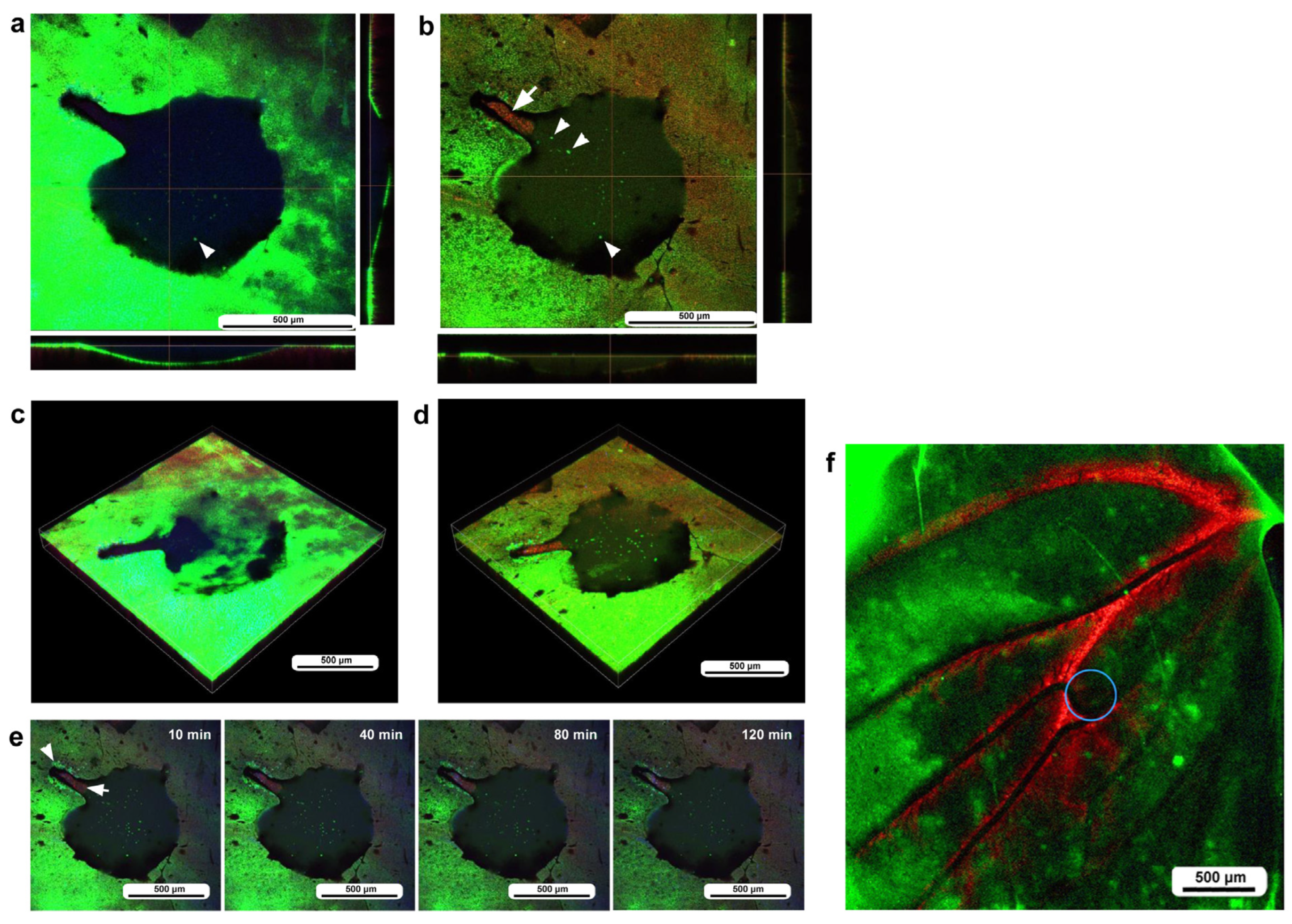 Insects 16 00124 g006