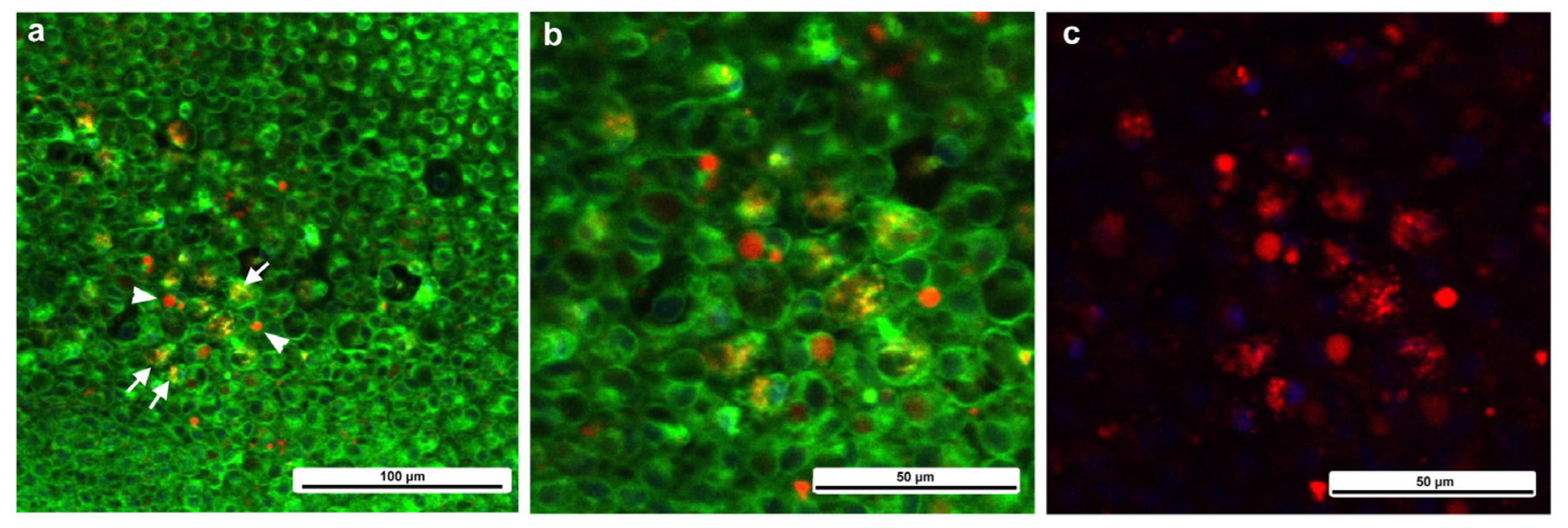Insects 16 00124 g016