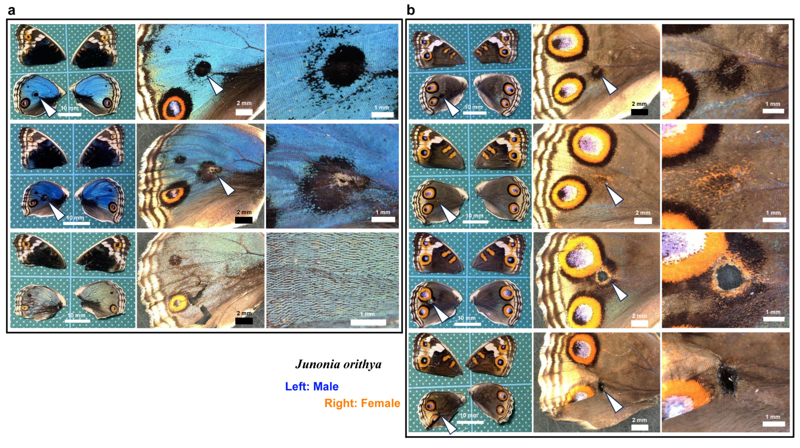 Insects 16 00124 g019
