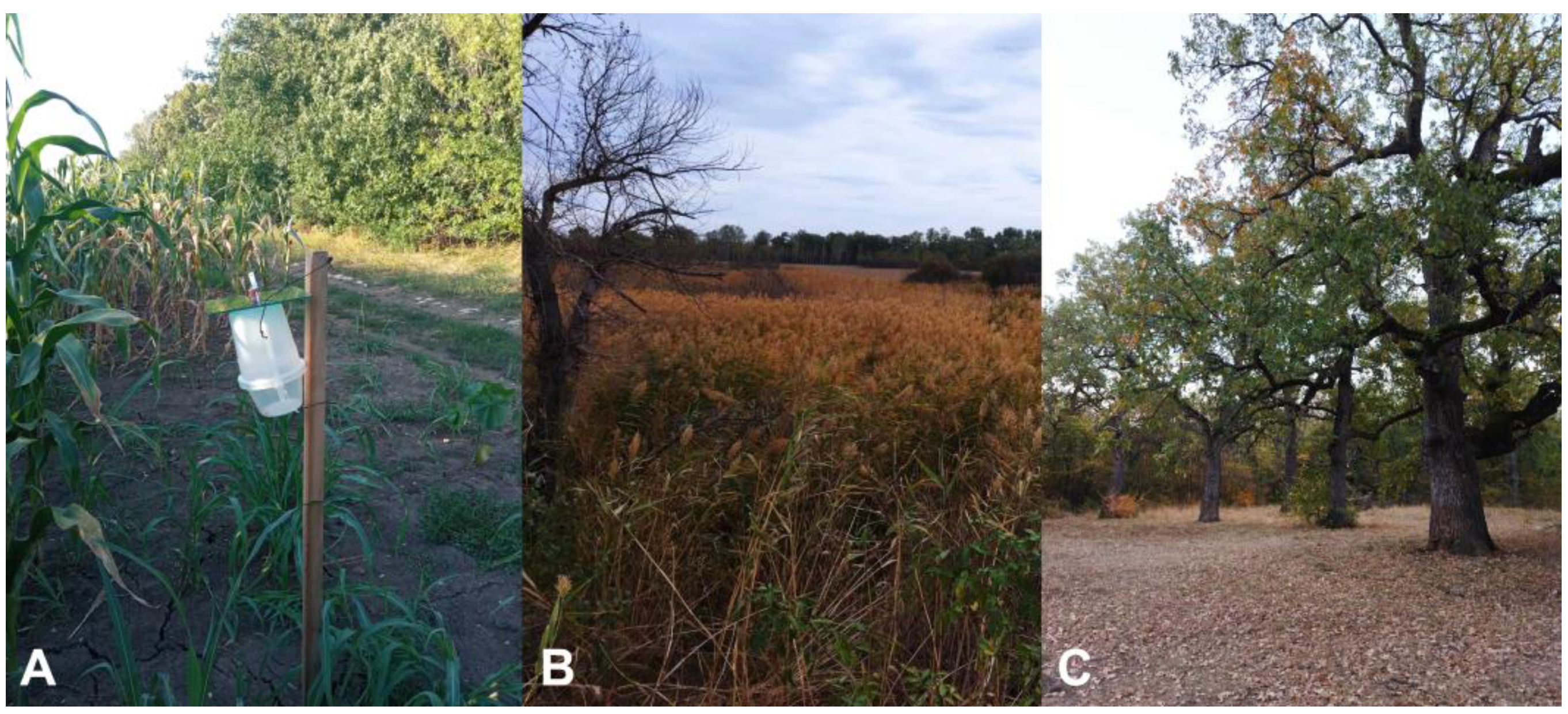 Insects 16 00134 g001