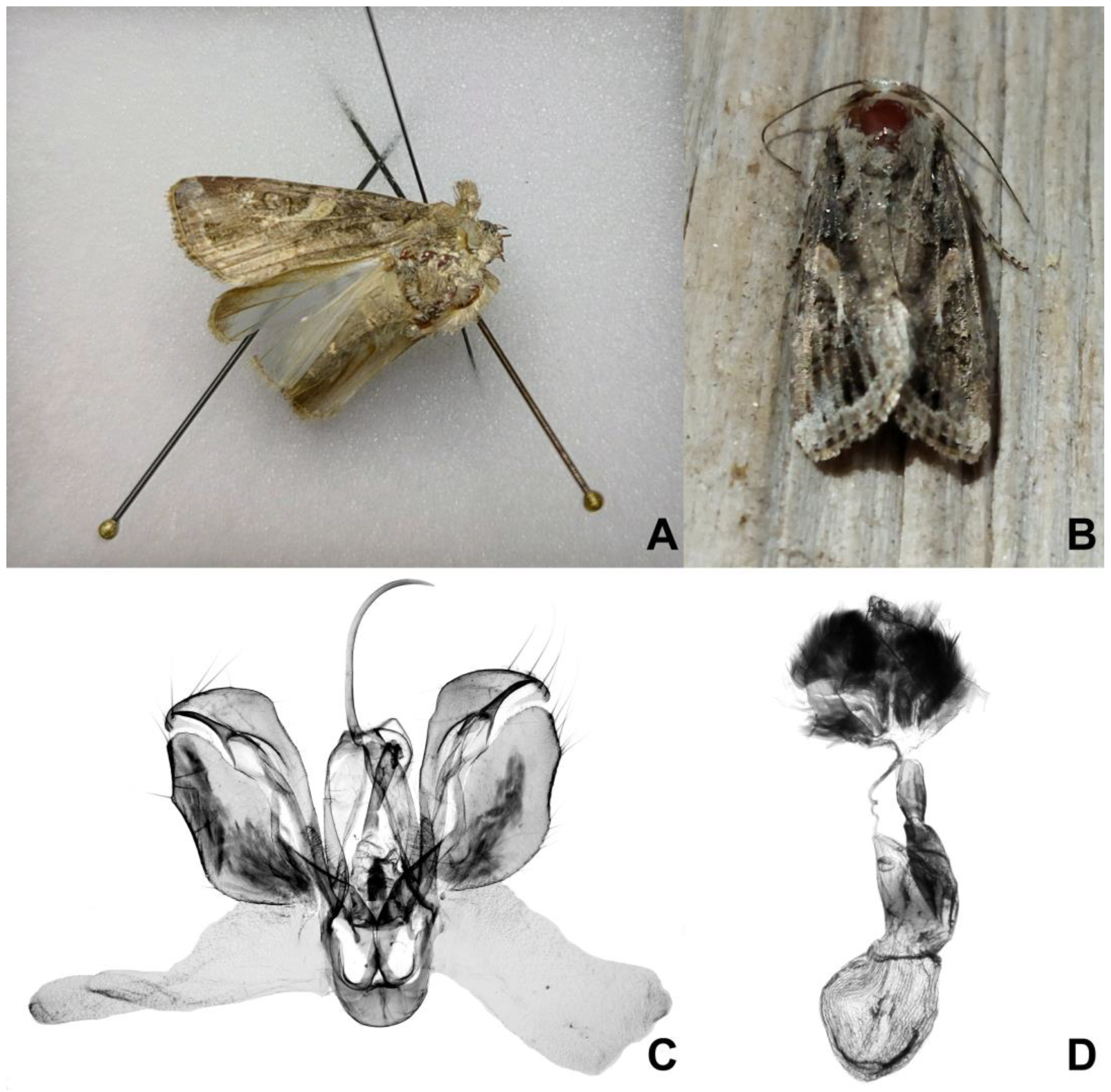 Insects 16 00134 g002