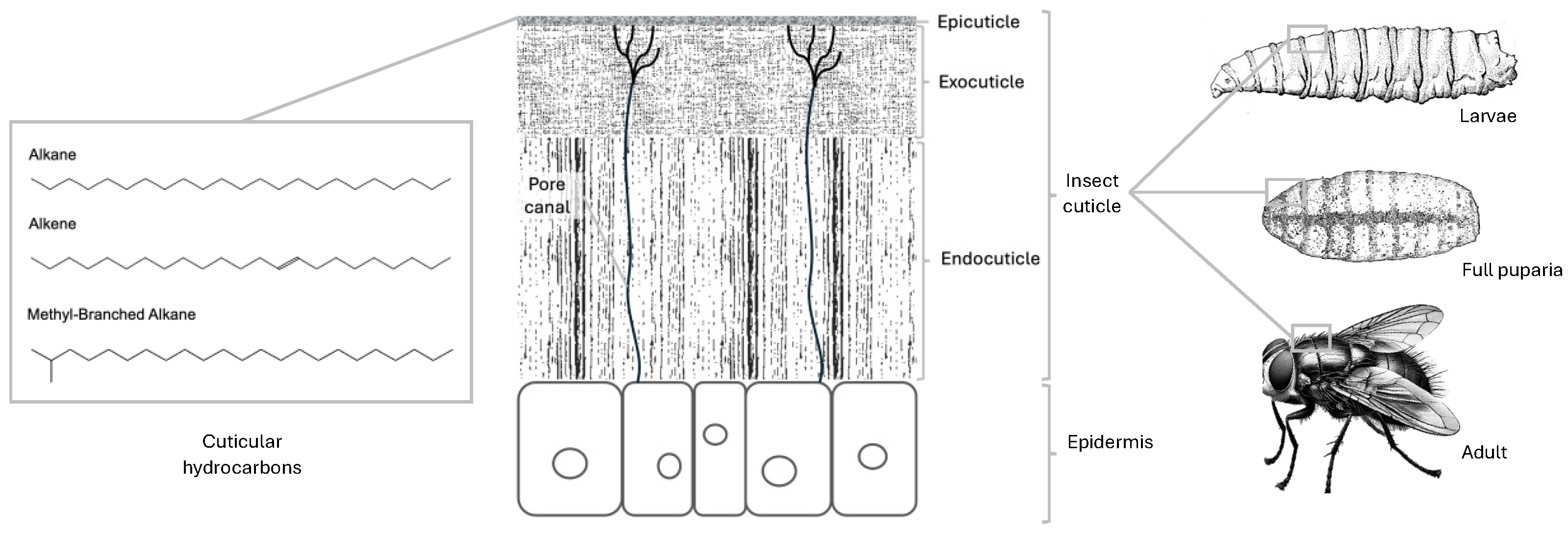 Insects 16 00144 g001