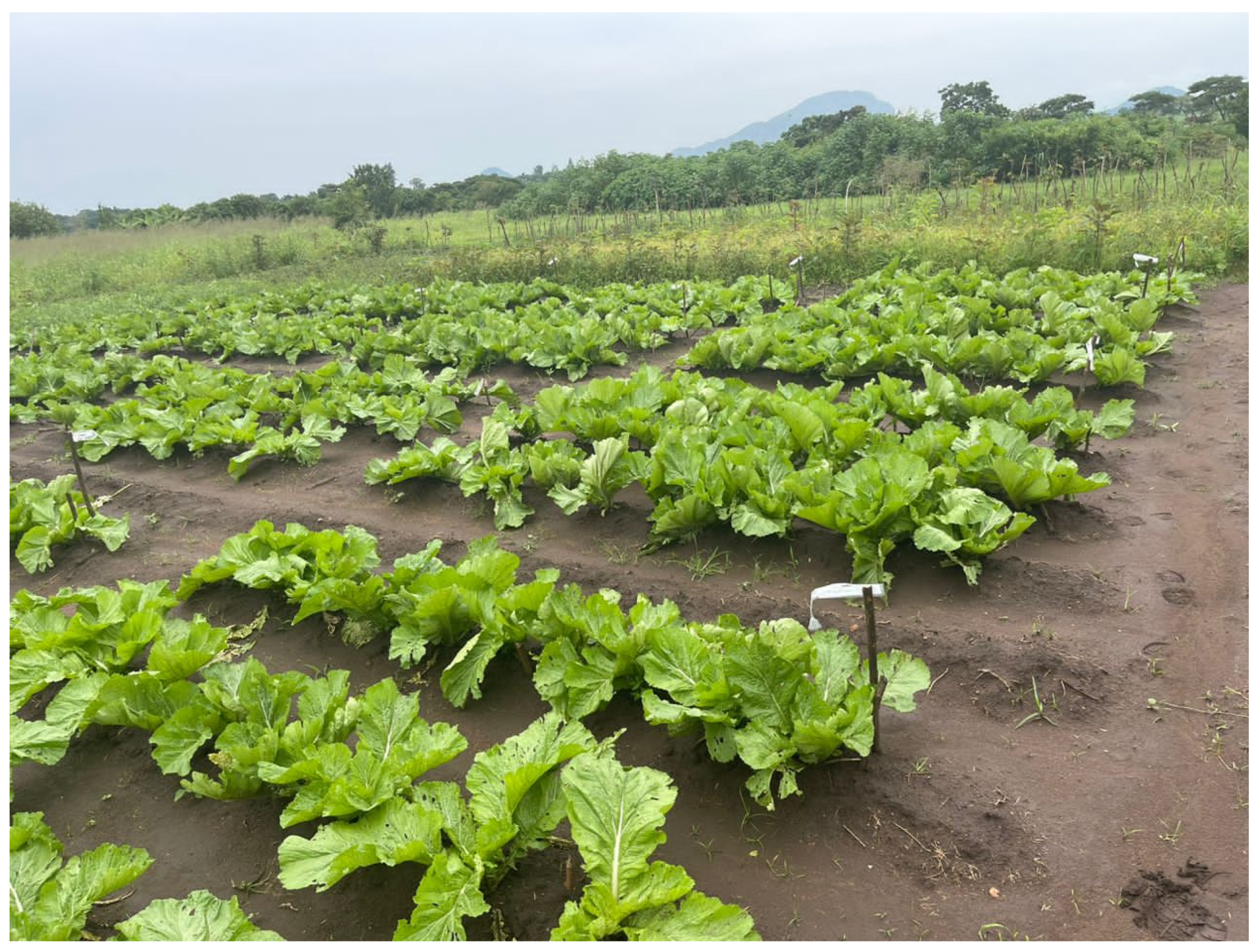 Insects 16 00156 g001