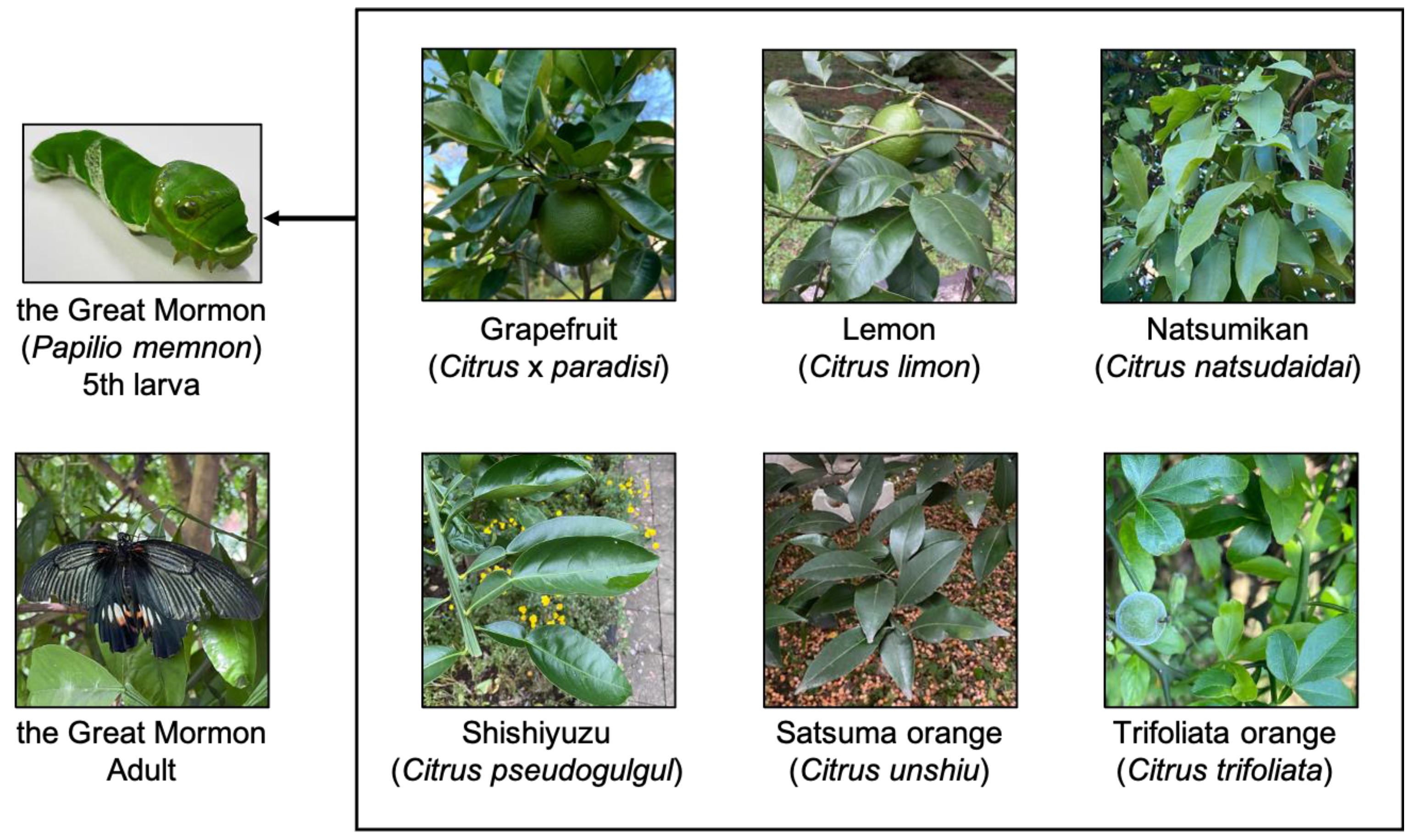 Insects 16 00159 g001