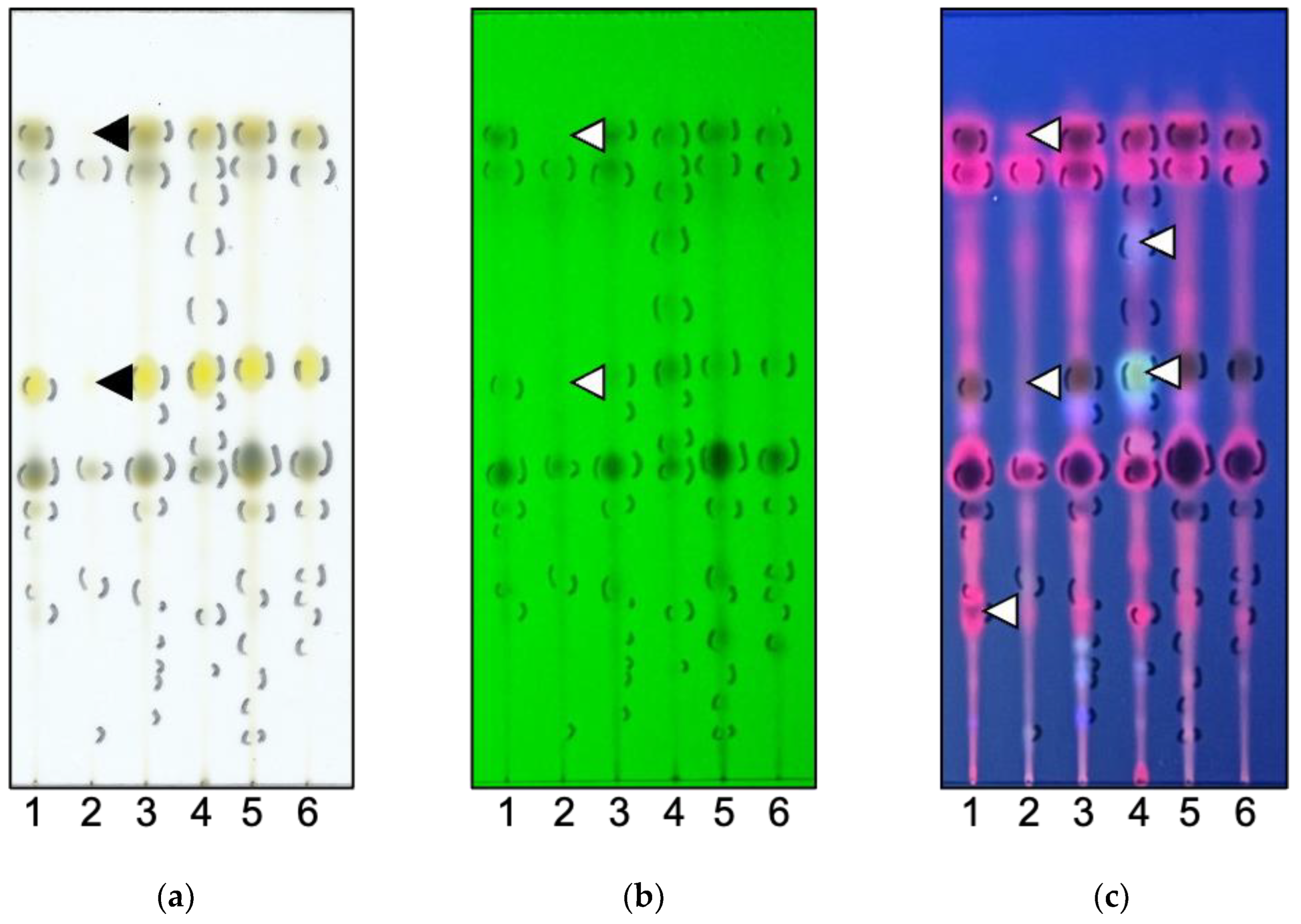 Insects 16 00159 g004