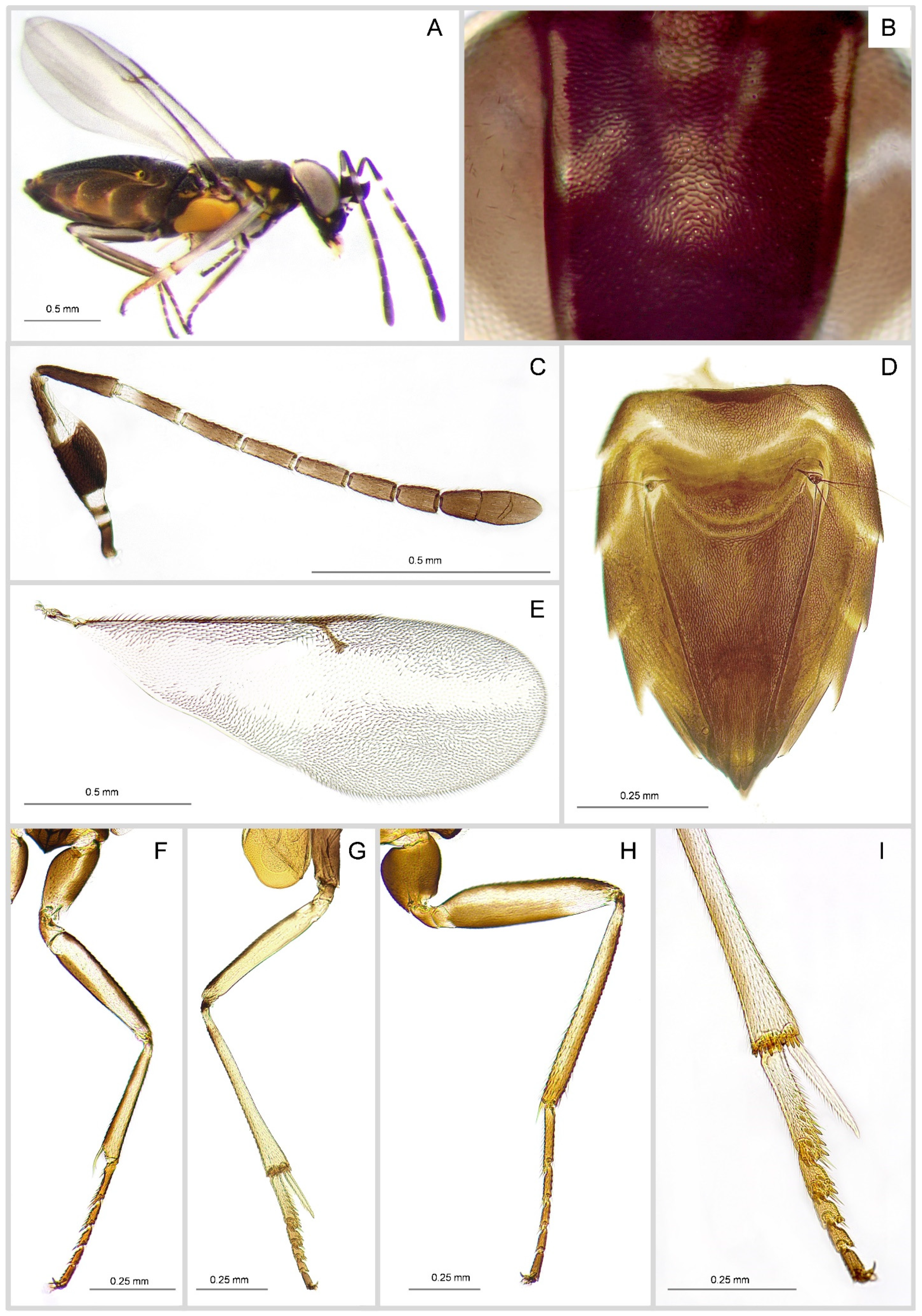 Insects 16 00169 g003