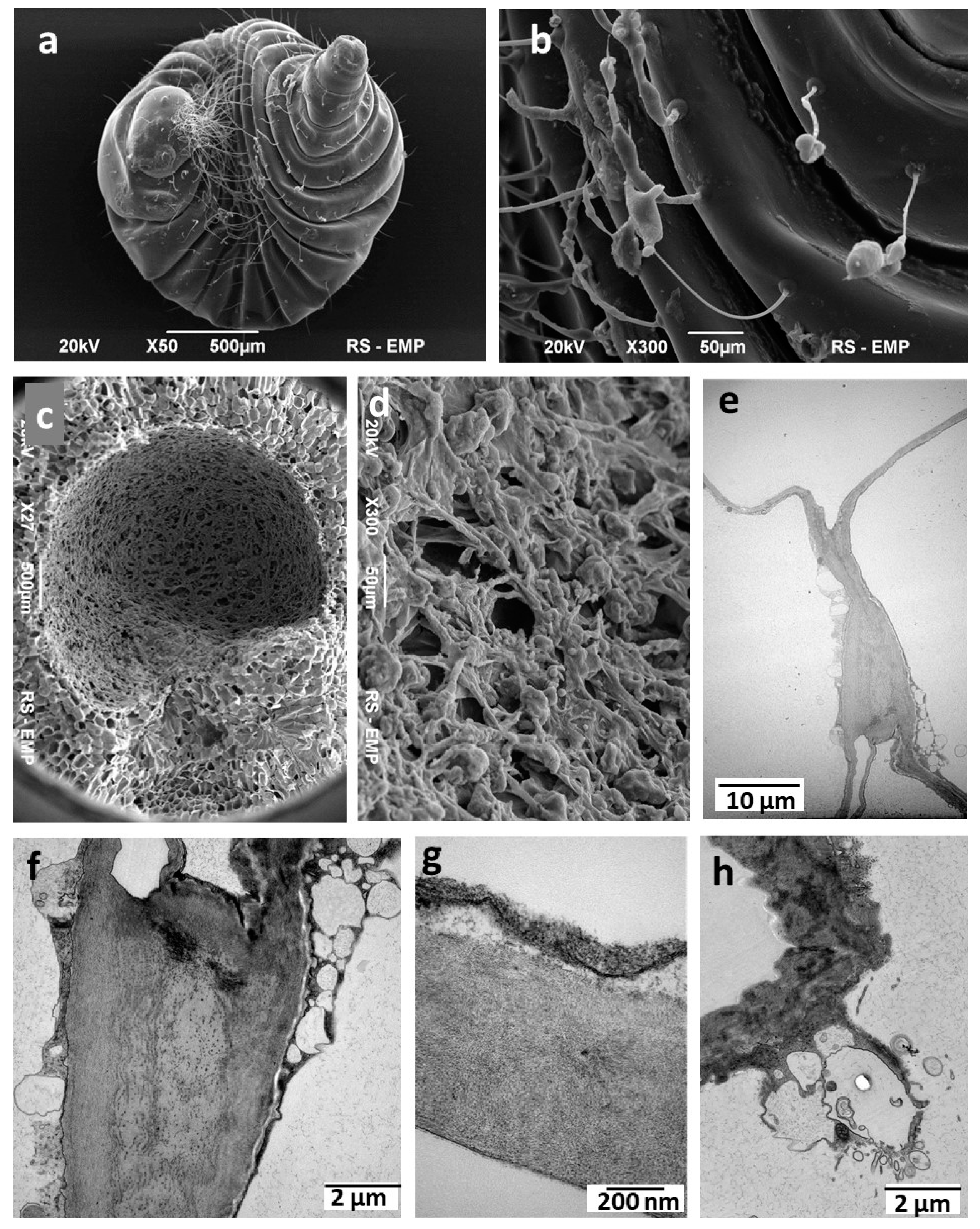 Insects 16 00173 g004
