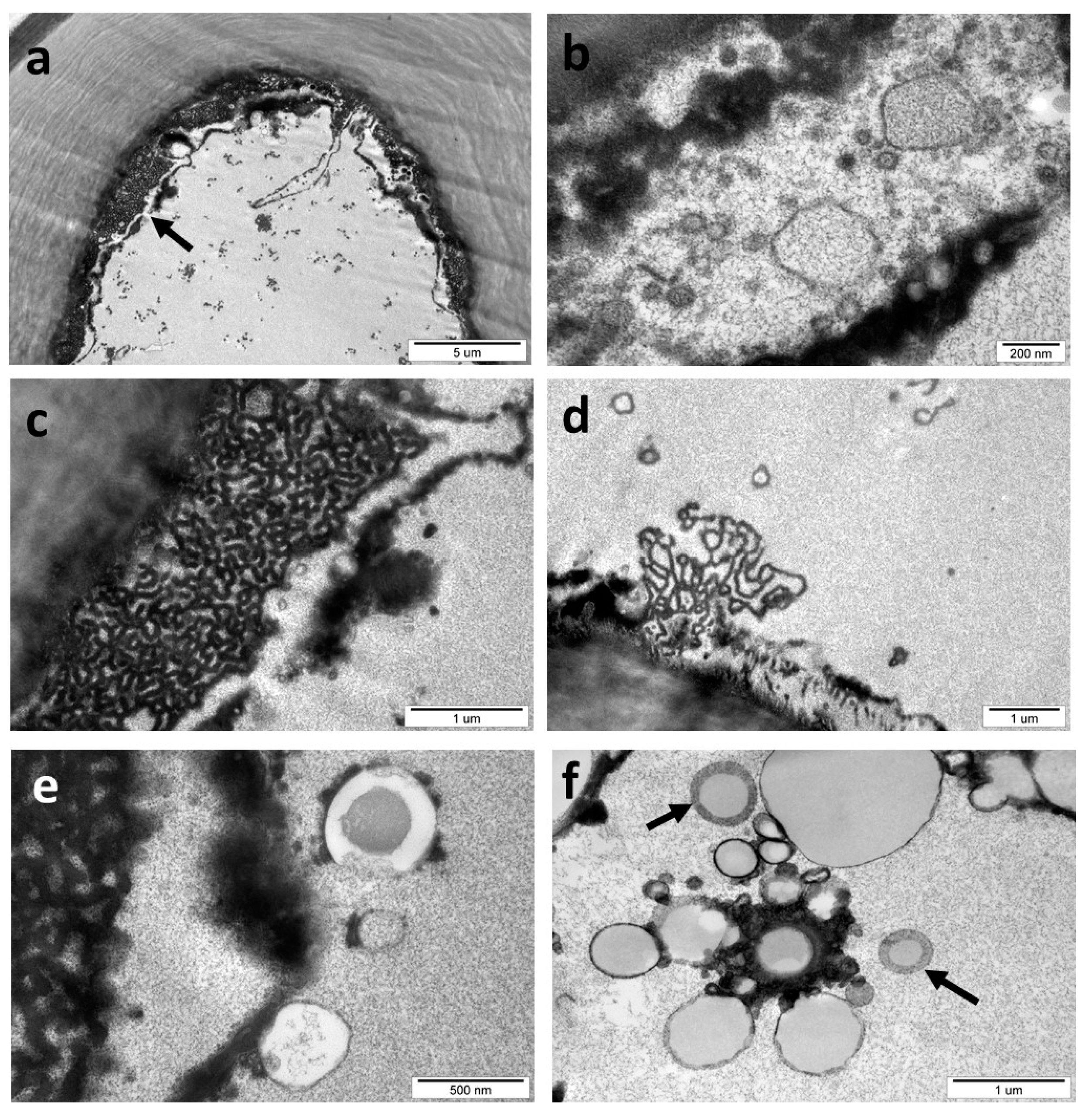 Insects 16 00173 g012