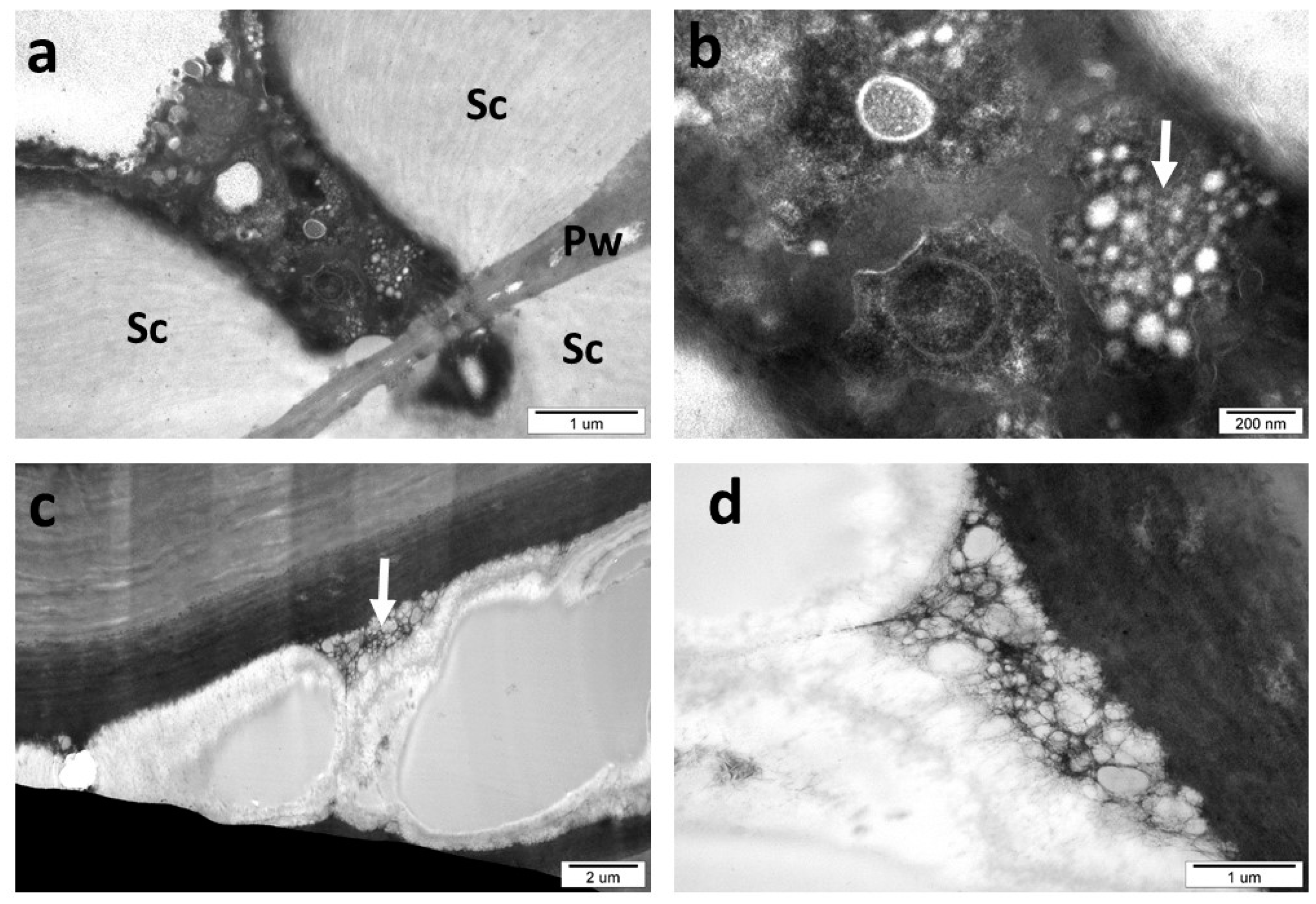 Insects 16 00173 g013