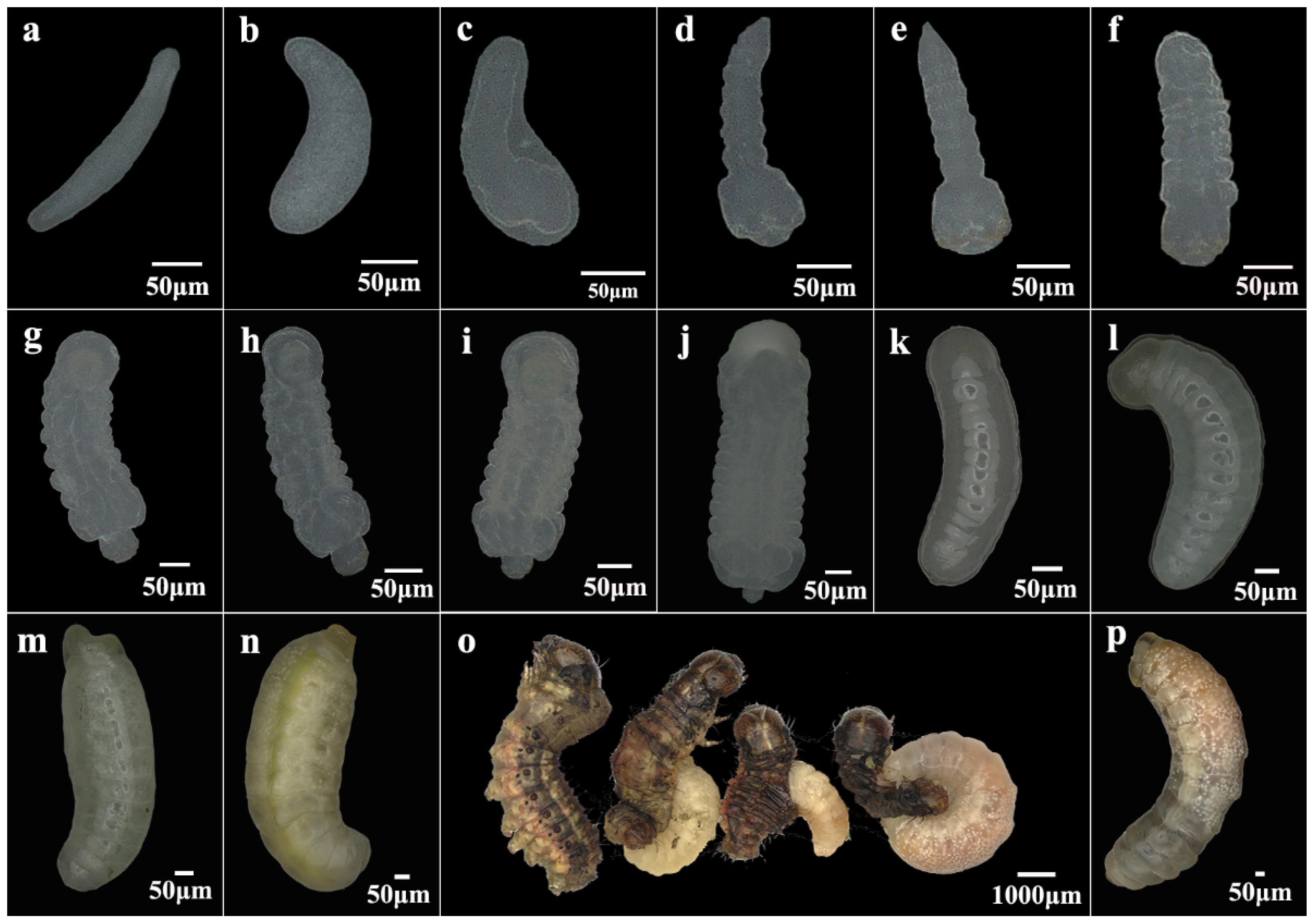 Insects 16 00180 g001