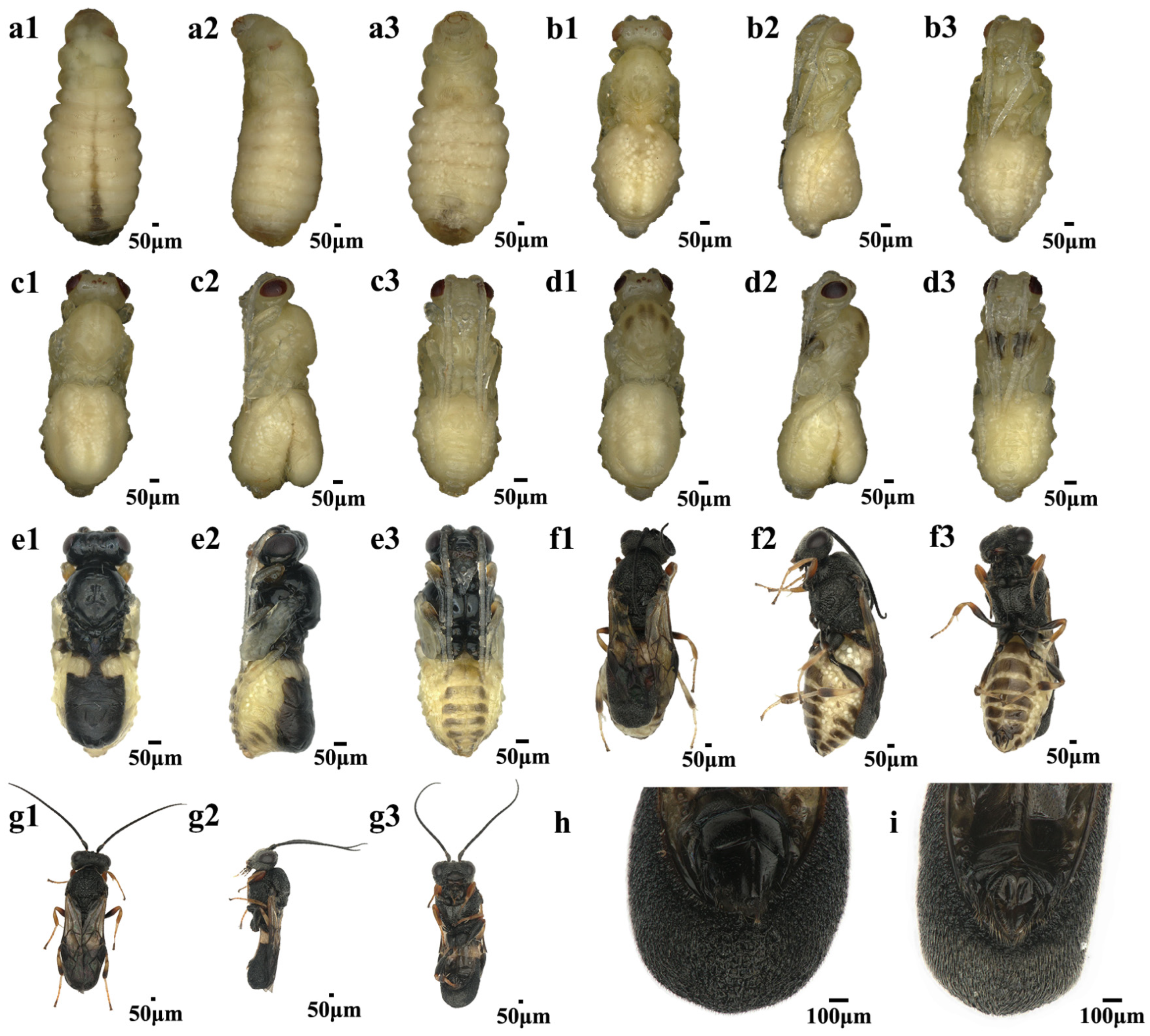 Insects 16 00180 g002