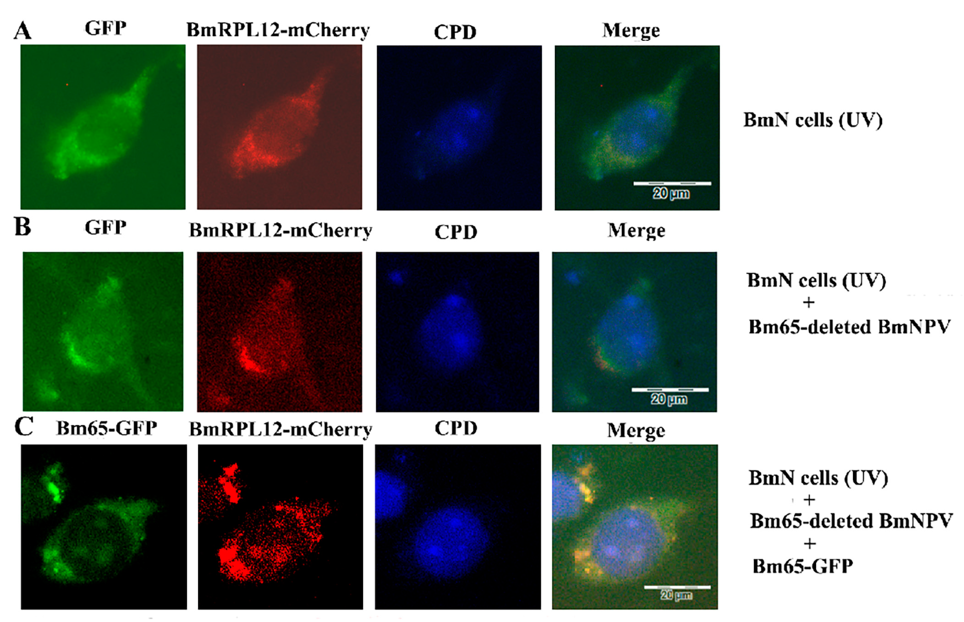 Insects 16 00187 g007