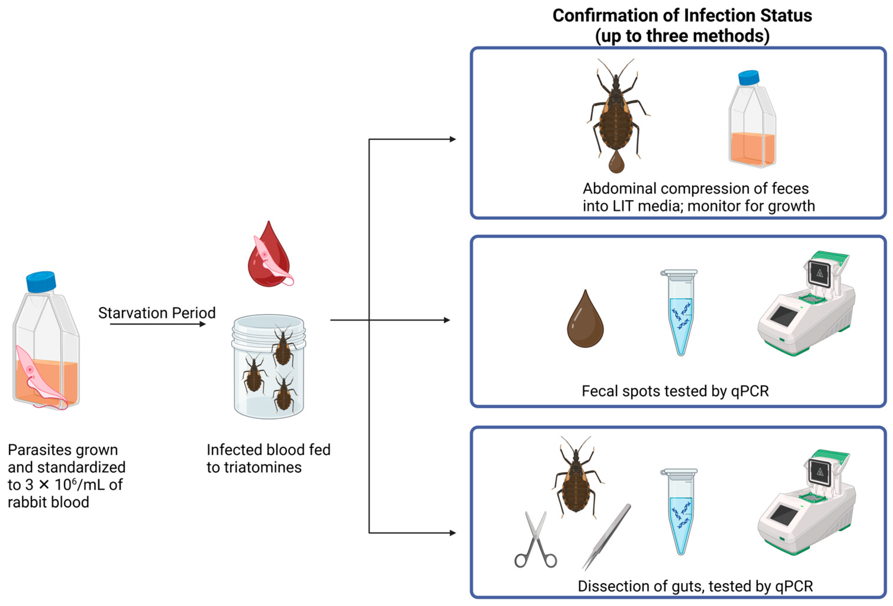 Insects 16 00188 g001