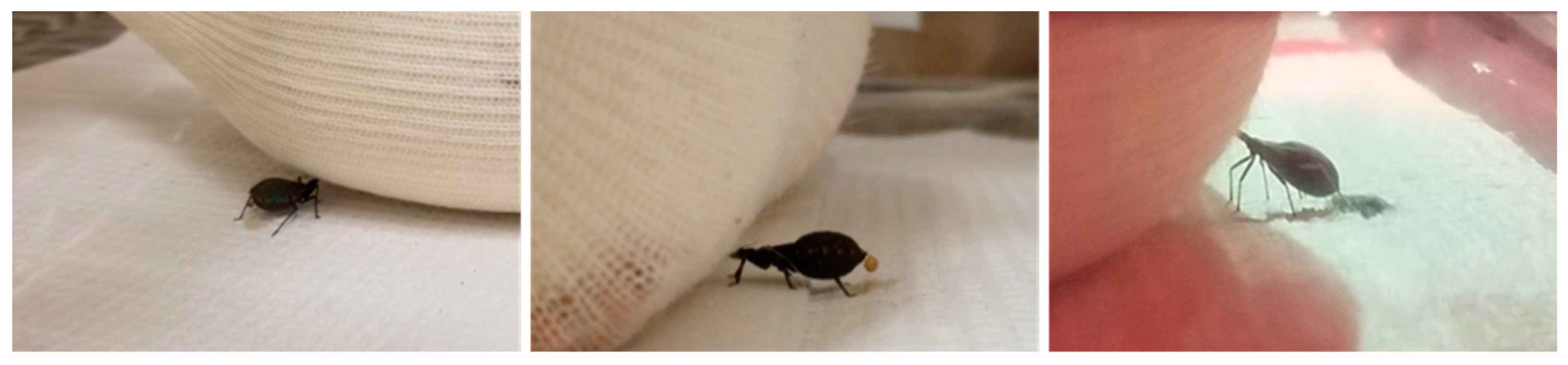 Insects 16 00188 g004