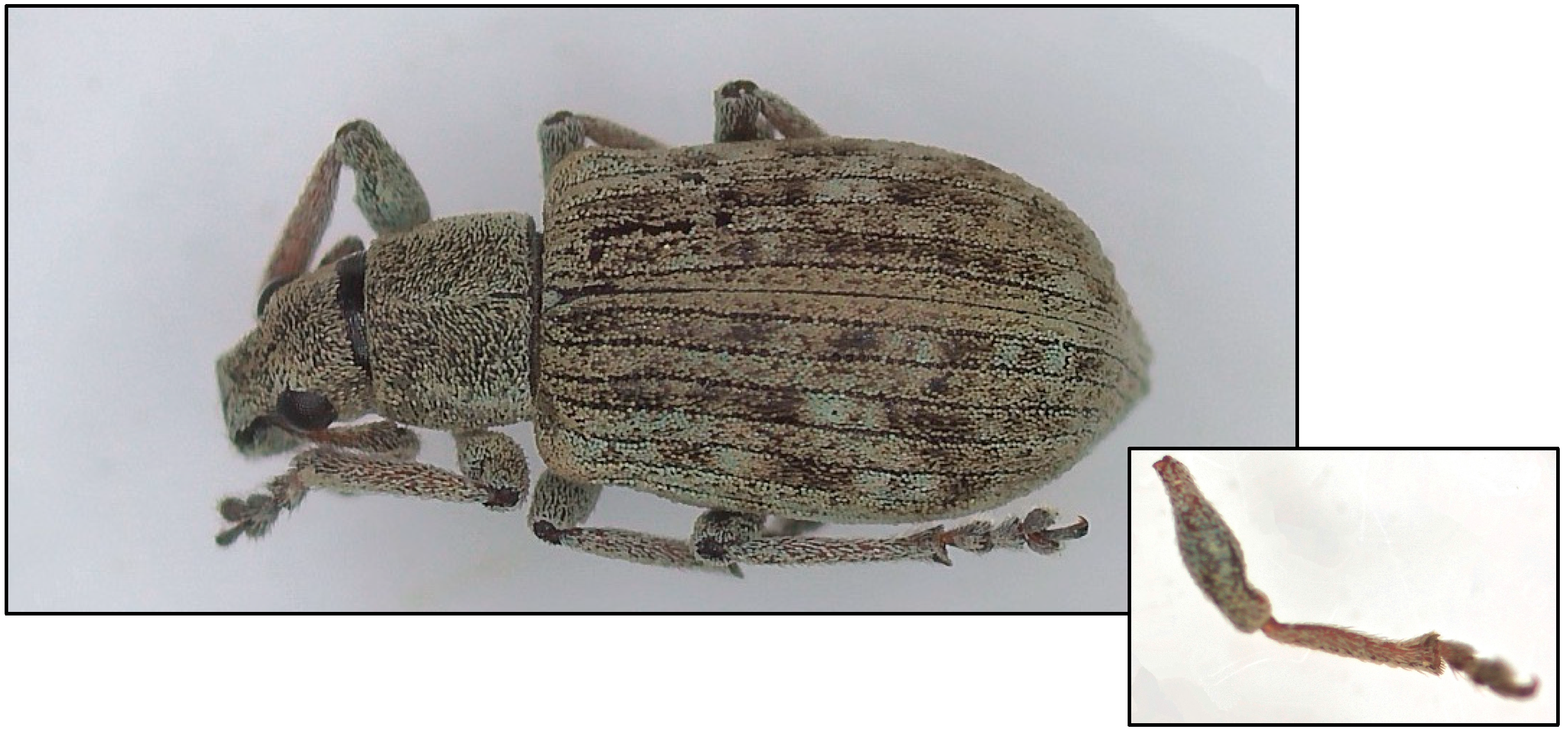 Insects 16 00192 g001