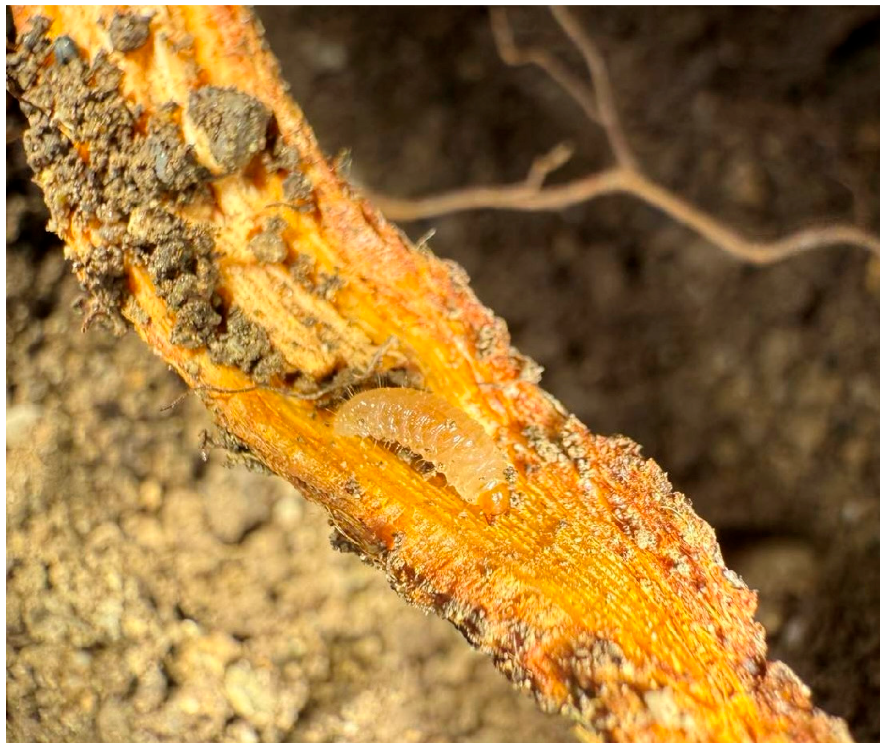 Insects 16 00192 g004