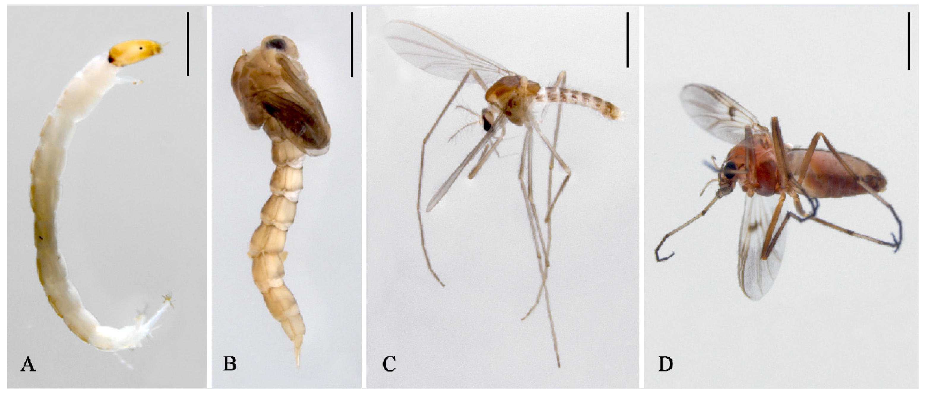 Insects 16 00203 g001