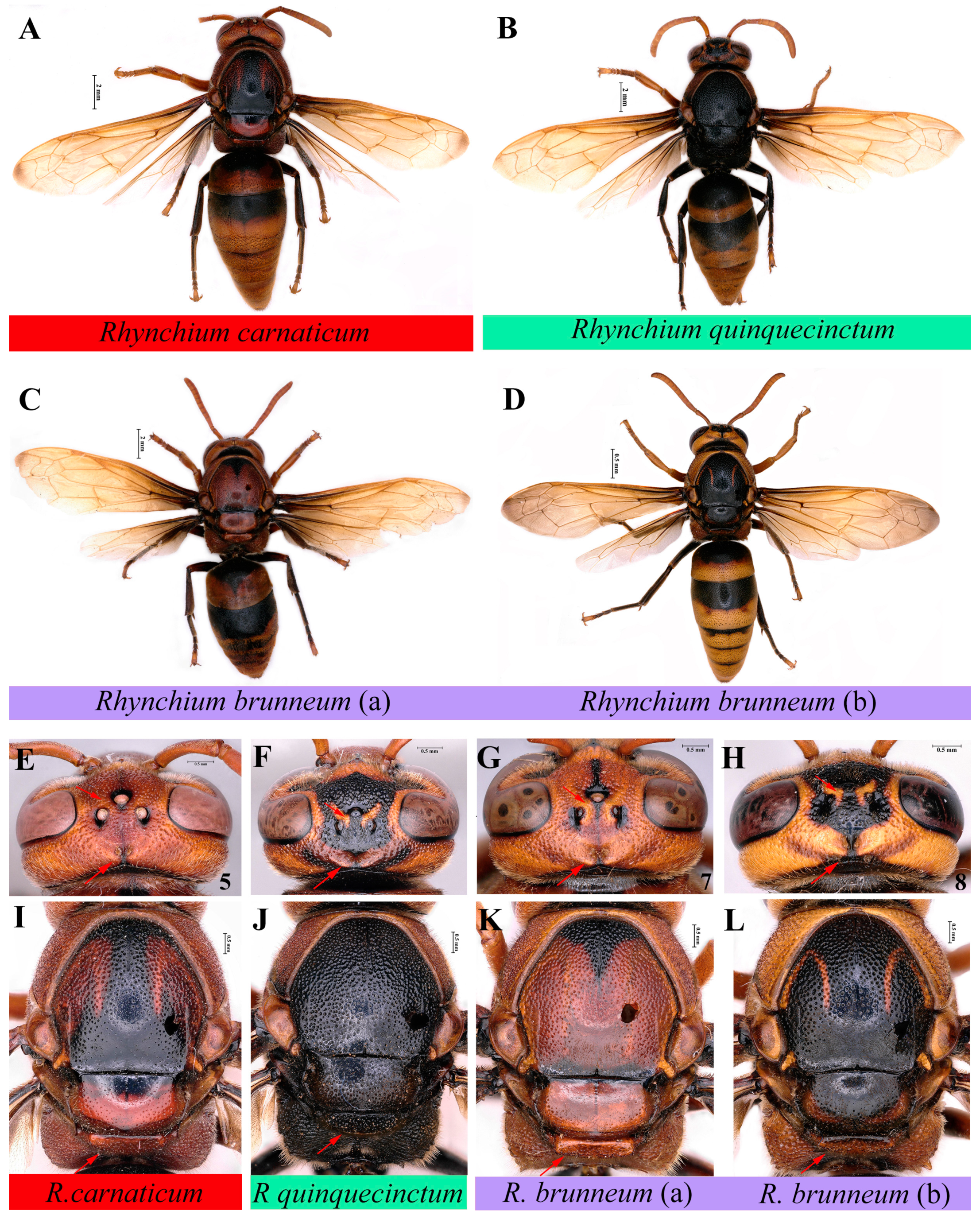Insects 16 00217 g005