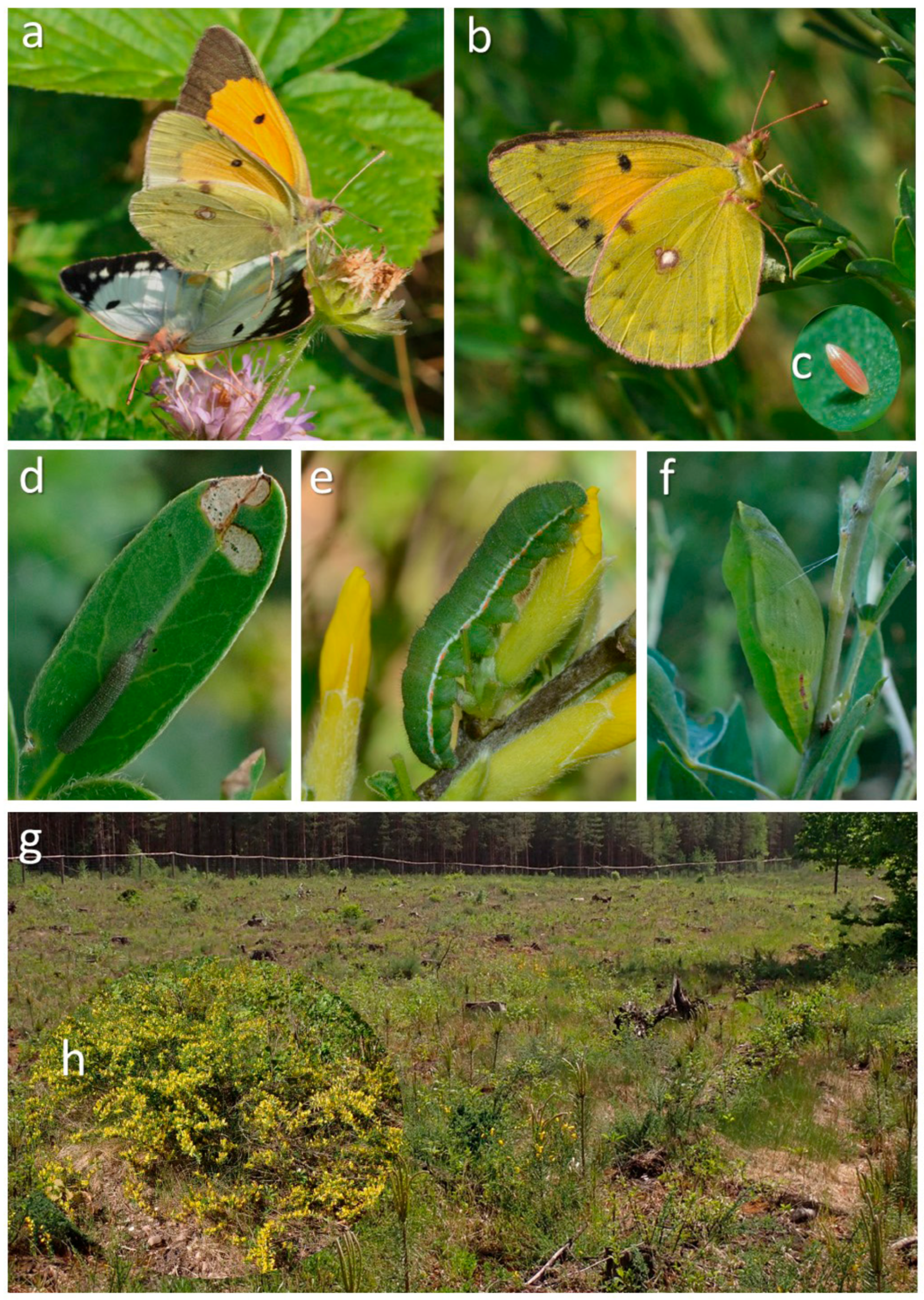 Insects 16 00220 g001